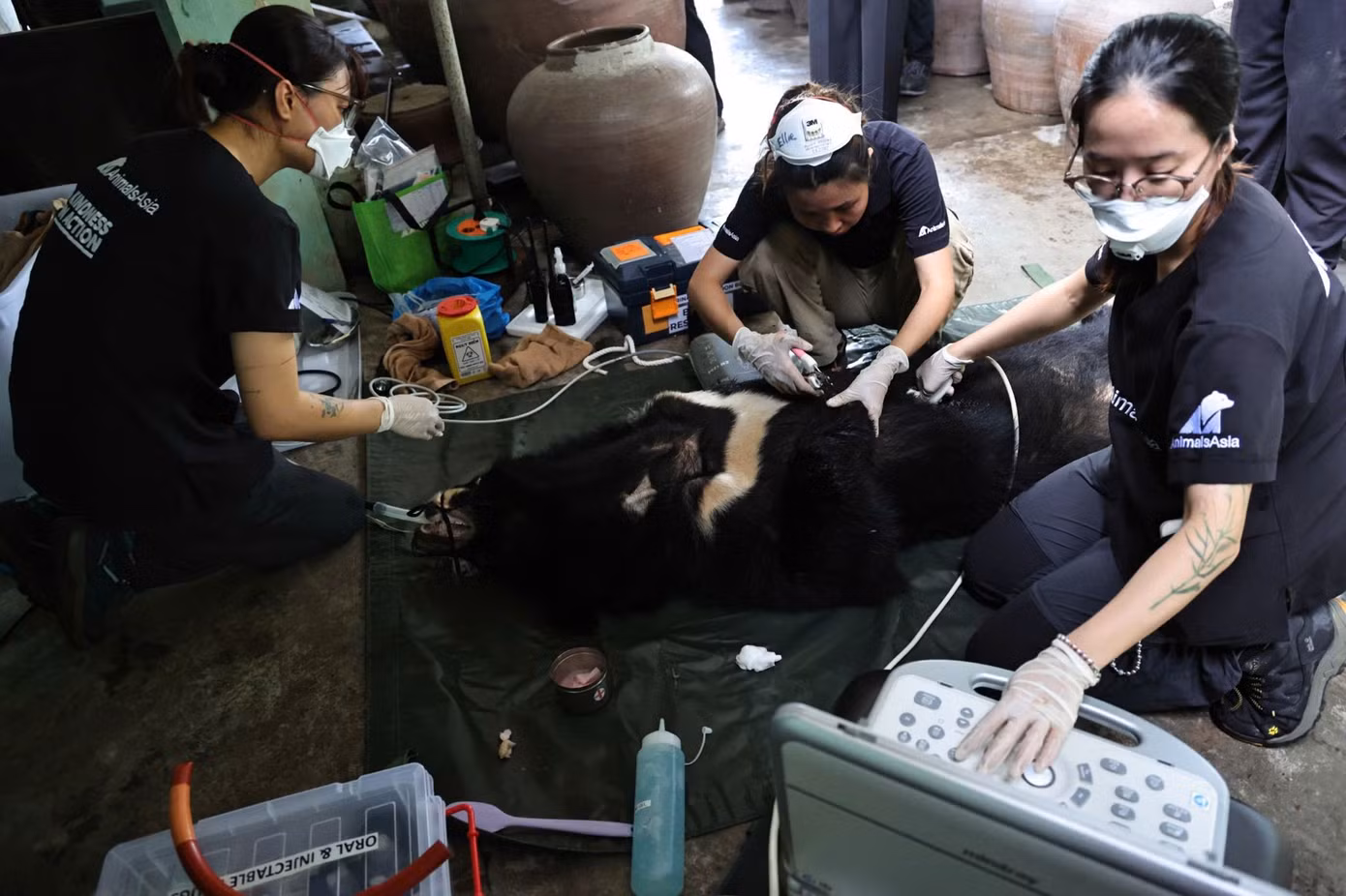 Thực hiện thủ thuật gây mê để kiểm tra sức khỏe gấu.
