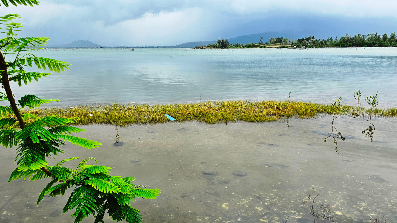 Hồi kết cho nghề nuôi hàu 'lạ lùng' bằng vỏ lốp cao su ảnh 6