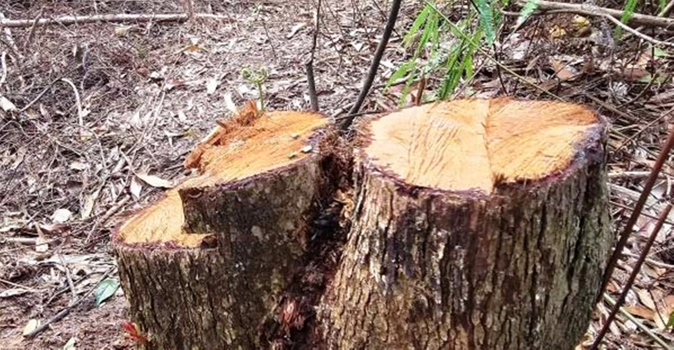 Cây rừng phòng hộ tại huyện Phong Điền, TT-Huế, bị chặt hạ trái phép.