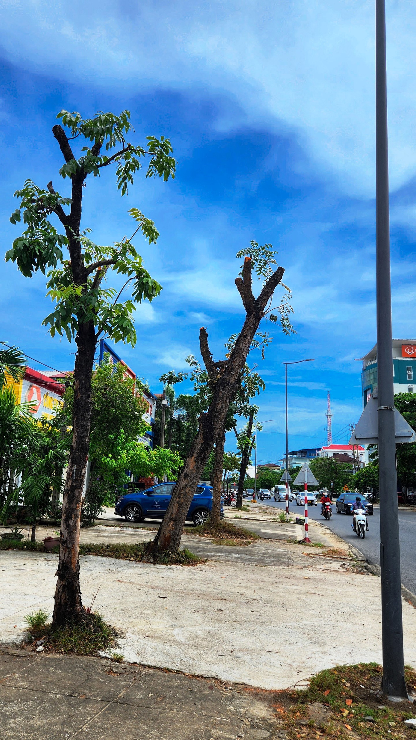 Ông này giải thích, việc cưa cành, tỉa ngọn cây xanh trên đường Phạm Văn Đồng nhằm chuẩn bị bứng chuyển cây đi nơi khác phục vụ công tác giải phóng mặt bằng triển khai Dự án cải thiện môi trường nước TP Huế. Ảnh: Ngọc Văn