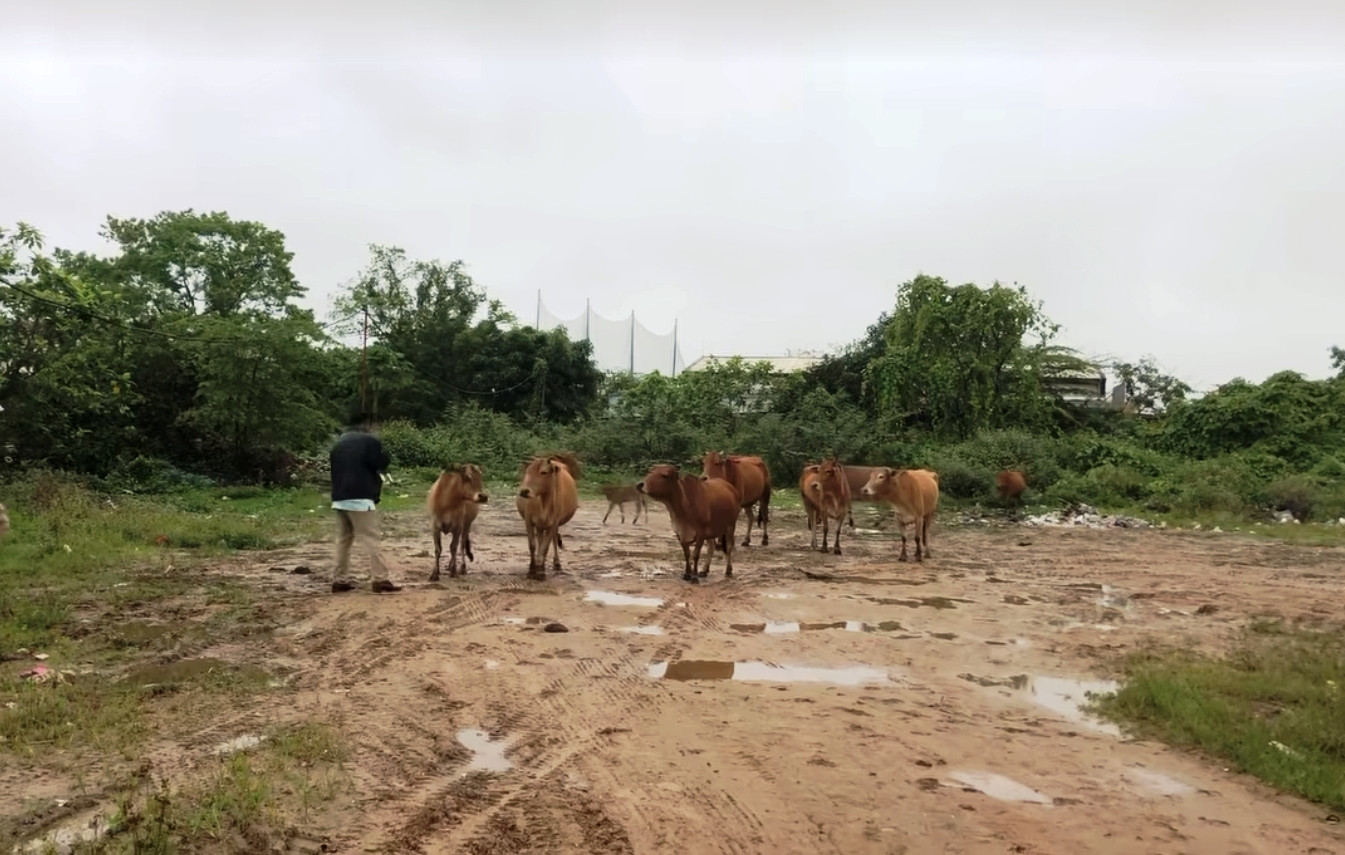 Đàn bò đã được tìm thấy cách nơi bị mất hơn 10km.