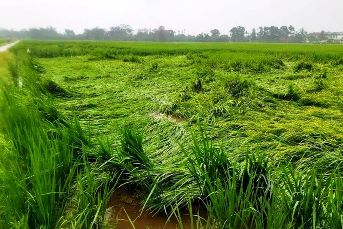 Theo Sở NN&amp;PTNT tỉnh TT-Huế, vụ đông xuân 2021-2022, toàn tỉnh đưa vào gieo cấy hơn 28.000 ha lúa. Hiện có khoảng 3.500 ha lúa đang trong giai đoạn làm đòng, ngậm sữa gặp mưa lớn, gió to gây ngập úng, đổ ngã làm ảnh hưởng đến năng suất, nguy cơ mất trắng rất cao.