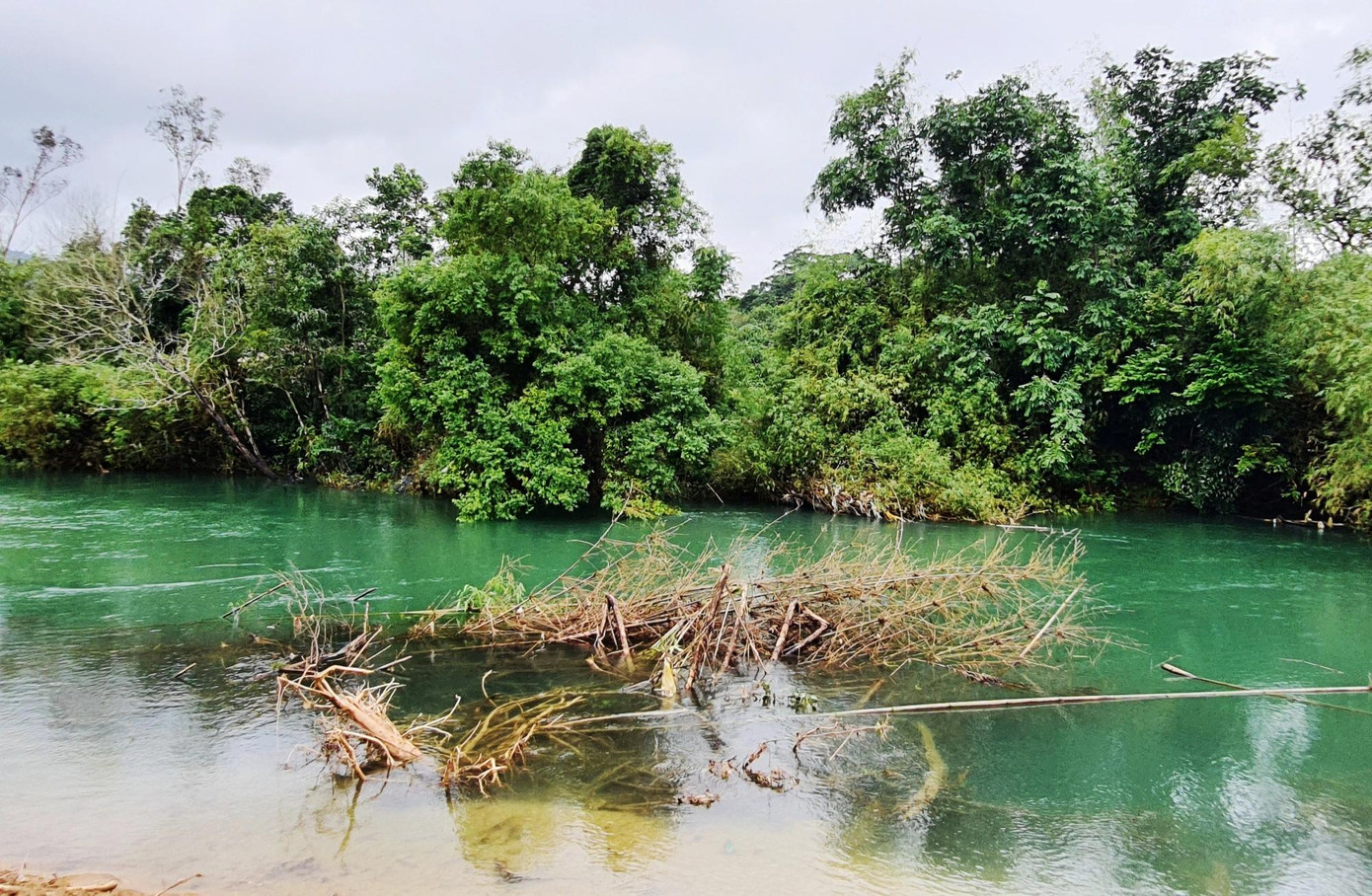 Một lũy tre già giữ đất đã bị nước sông Bù Lu nhấn chìm, sau khi nạn sạt lở ăn sâu vào bên trong