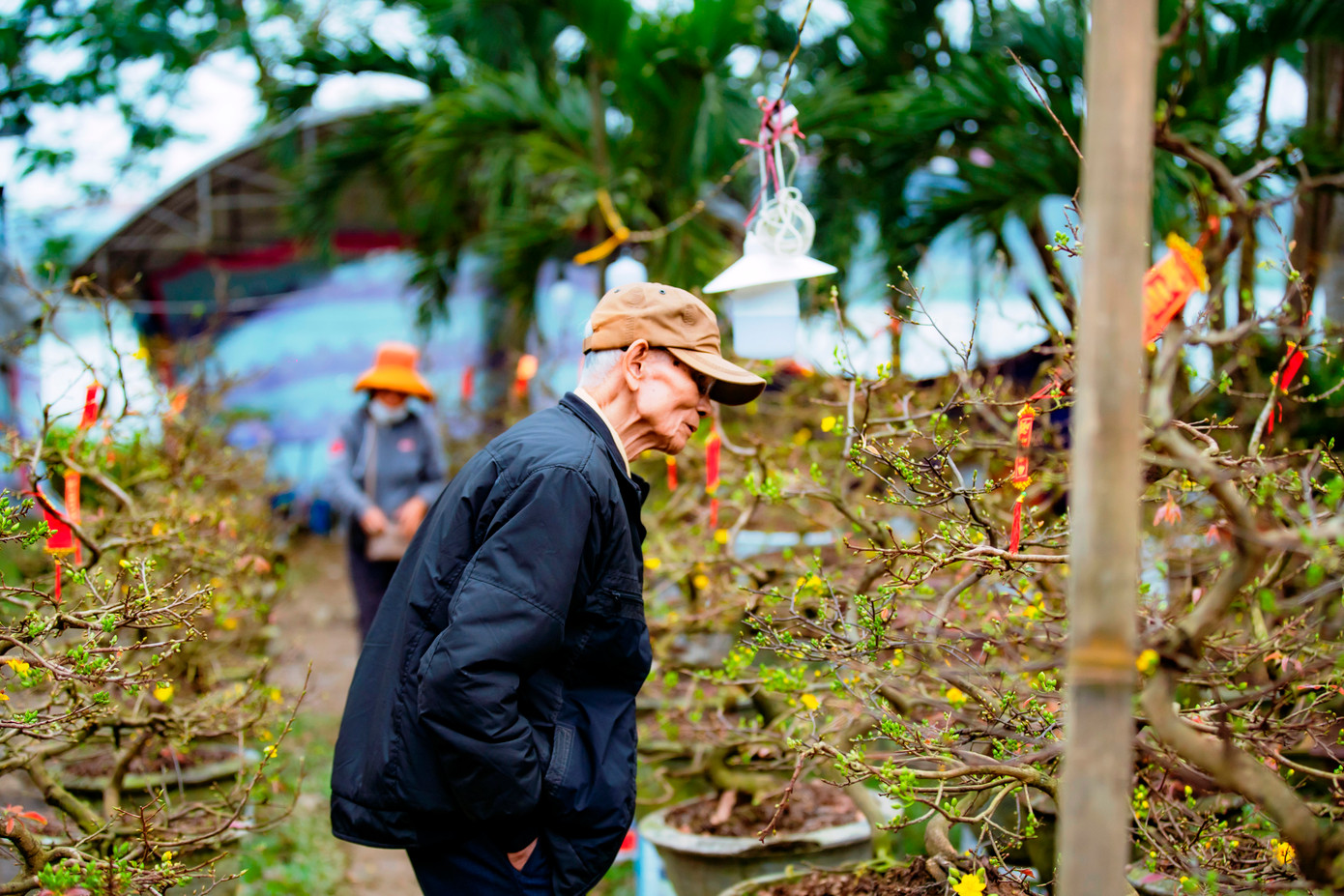 Cụ ông mê mải ngắm tuyệt phẩm Hoàng mai Huế ngày Tết được trưng bày ở khu vực công viên bờ bắc sông Hương. Ảnh: Đình Hoàng