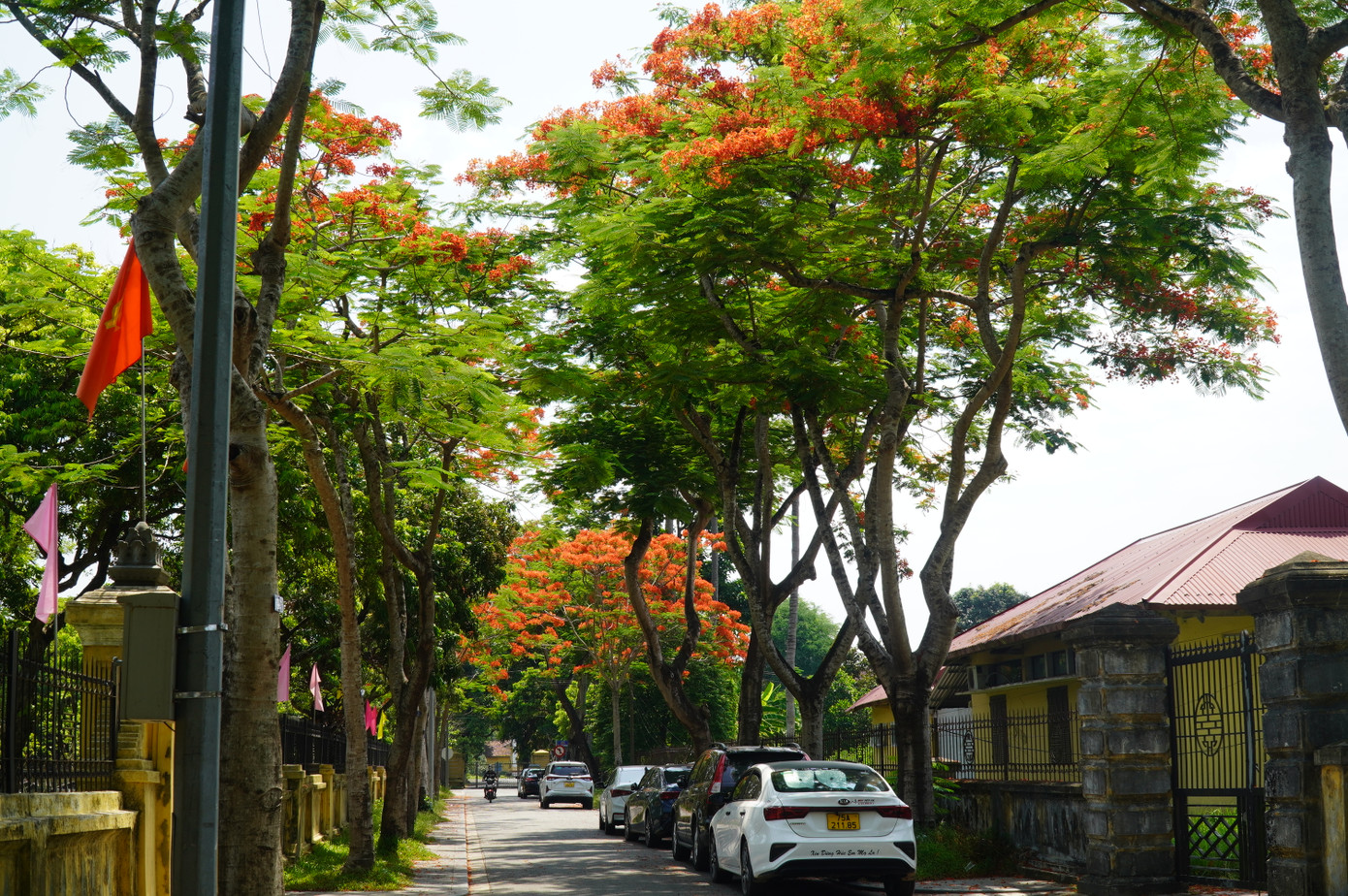 Những ngày này, hoa phượng vĩ đua nhau khoe sắc trên nhiều tuyến đường phố xứ Huế, điểm tô lên tấm áo xanh của thành phố những mảng màu đỏ thắm đầy nhớ nhung và hoài niệm. Ảnh: Ngọc Văn