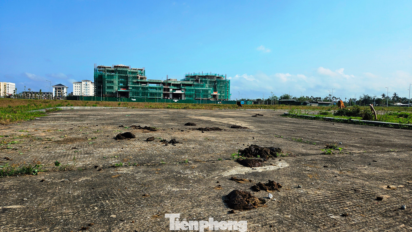 Gia súc phóng uế bừa bãi, tạo hình ảnh phản cảm, gây mất vệ sinh môi trường trên đường dạo bộ thuộc khu công viên cây xanh giá trị 100 tỷ. Gia súc phóng uế bừa bãi, tạo hình ảnh phản cảm, gây mất vệ sinh môi trường trên đường dạo bộ thuộc khu công viên cây xanh giá trị 100 tỷ.