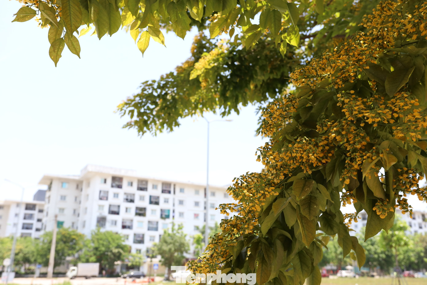 Đặc biệt, các khu đô thị mới ở Xuân Phú là nơi tập trung nhiều cây sưa nhất, với cả giống sưa địa phương lẫn các giống nhập từ Bắc Bộ và Quảng Bình. Sự đa dạng này không chỉ phục vụ mục đích tạo mỹ quan đô thị mà còn góp phần vào nghiên cứu khoa học, giúp Huế ngày càng có nhiều không gian xanh, mới mẻ và đẹp hơn.