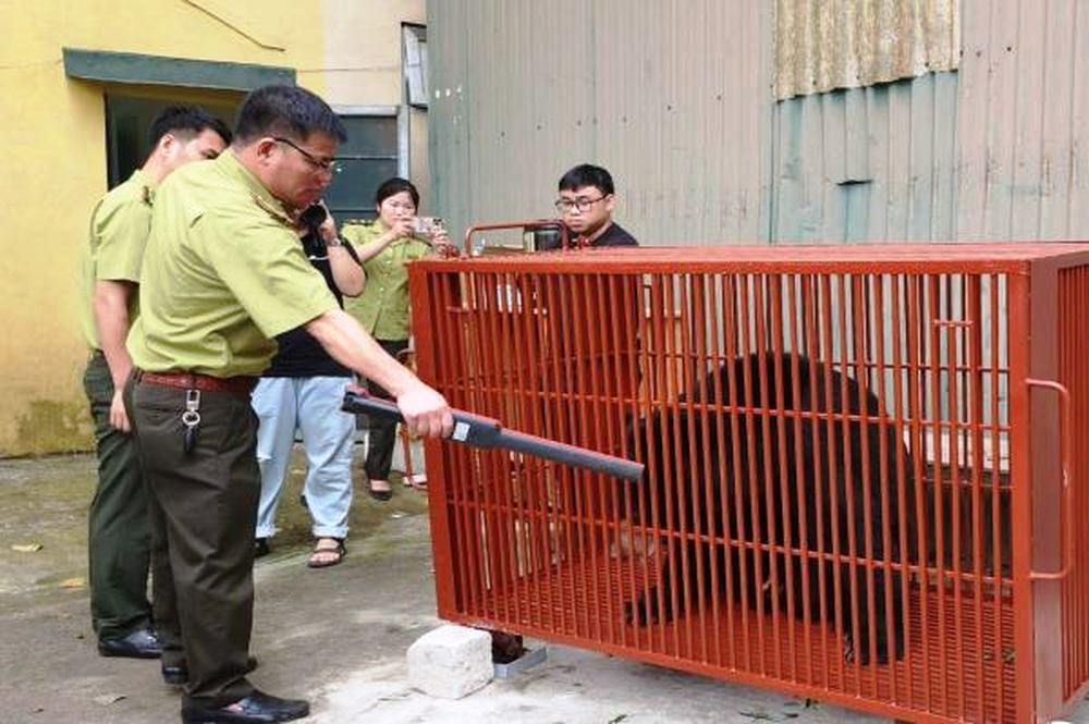 Lực lượng chuyên môn và cơ quan kiểm lâm phối hợp cứu hộ, để chuyển các cá thể gấu ngựa vào chăm sóc tại Vườn Quốc gia Bạch Mã để chăm sóc.