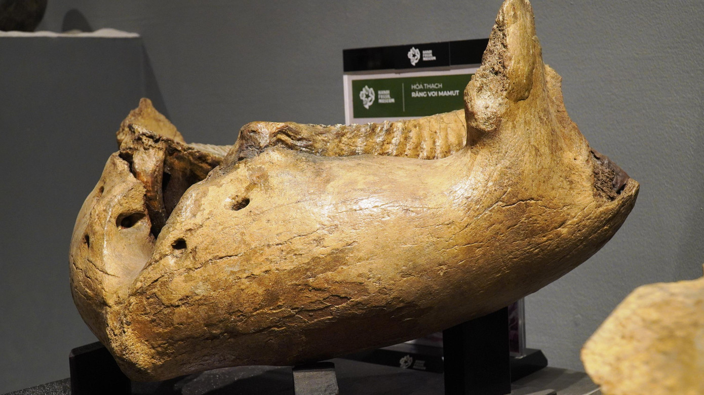Đến với triển lãm, du khách được tham quan, tìm hiểu về lịch sử tự nhiên của trái đất trải dài hàng trăm triệu năm qua các hiện vật hóa thạch; về sự ra đời, tiến hoá và diệt vong của nhiều loài sinh vật đã từng tồn tại cách đây hàng trăm triệu năm (trong ảnh là hóa thạch chiếc răng khủng lồ của voi Ma mút). Ảnh: Ngọc Văn