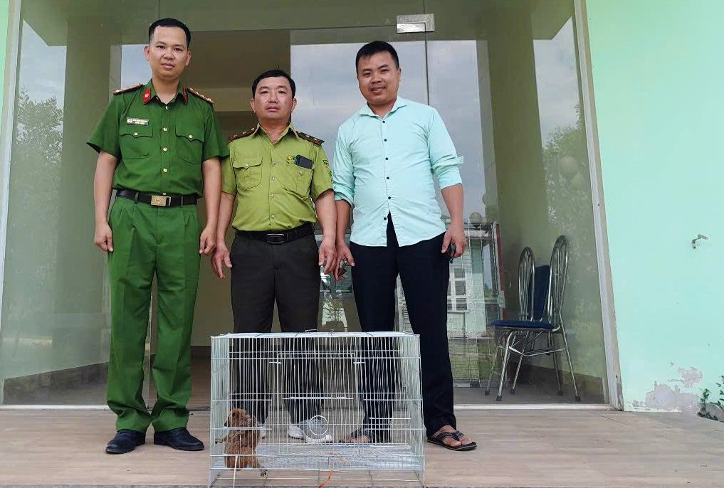 Cá thể cu li nhỏ quý hiếm được người dân tự nguyện bàn giao cho cơ quan kiểm lâm.