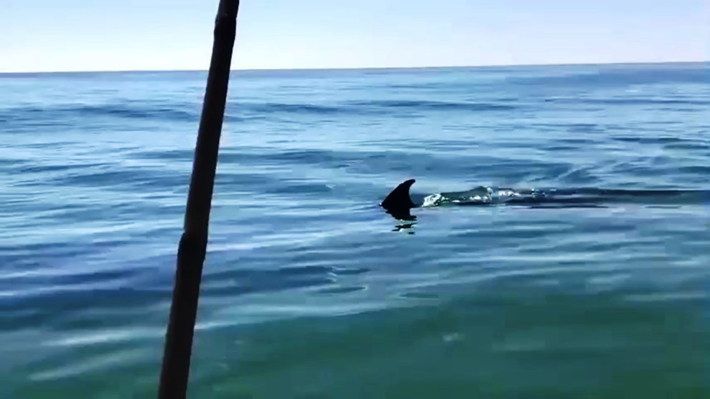 Theo cơ quan chức năng, cá voi xuất hiện gần bờ có thể do tìm kiếm thức ăn.