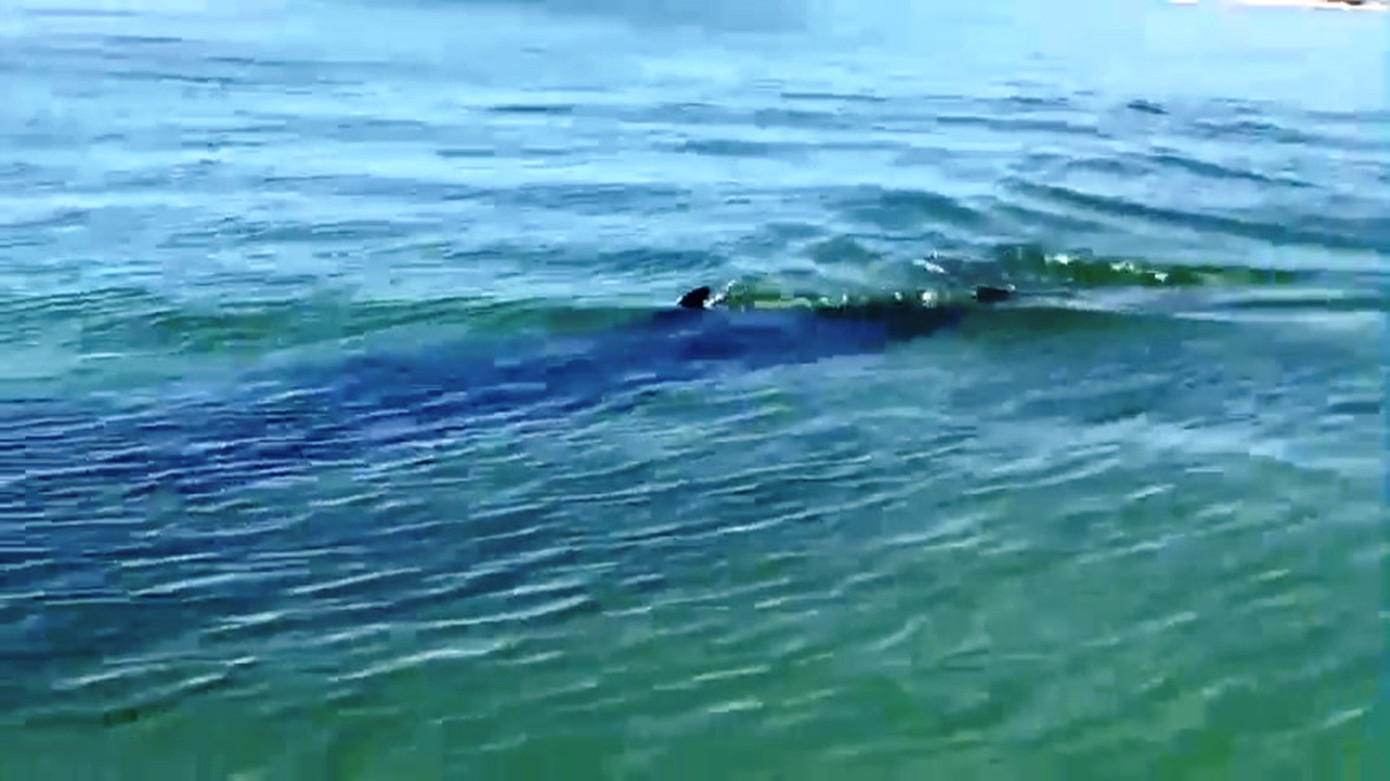 Con cá có chiều dài khoảng 8m, xuất hiện cách bờ biển chừng 100m.