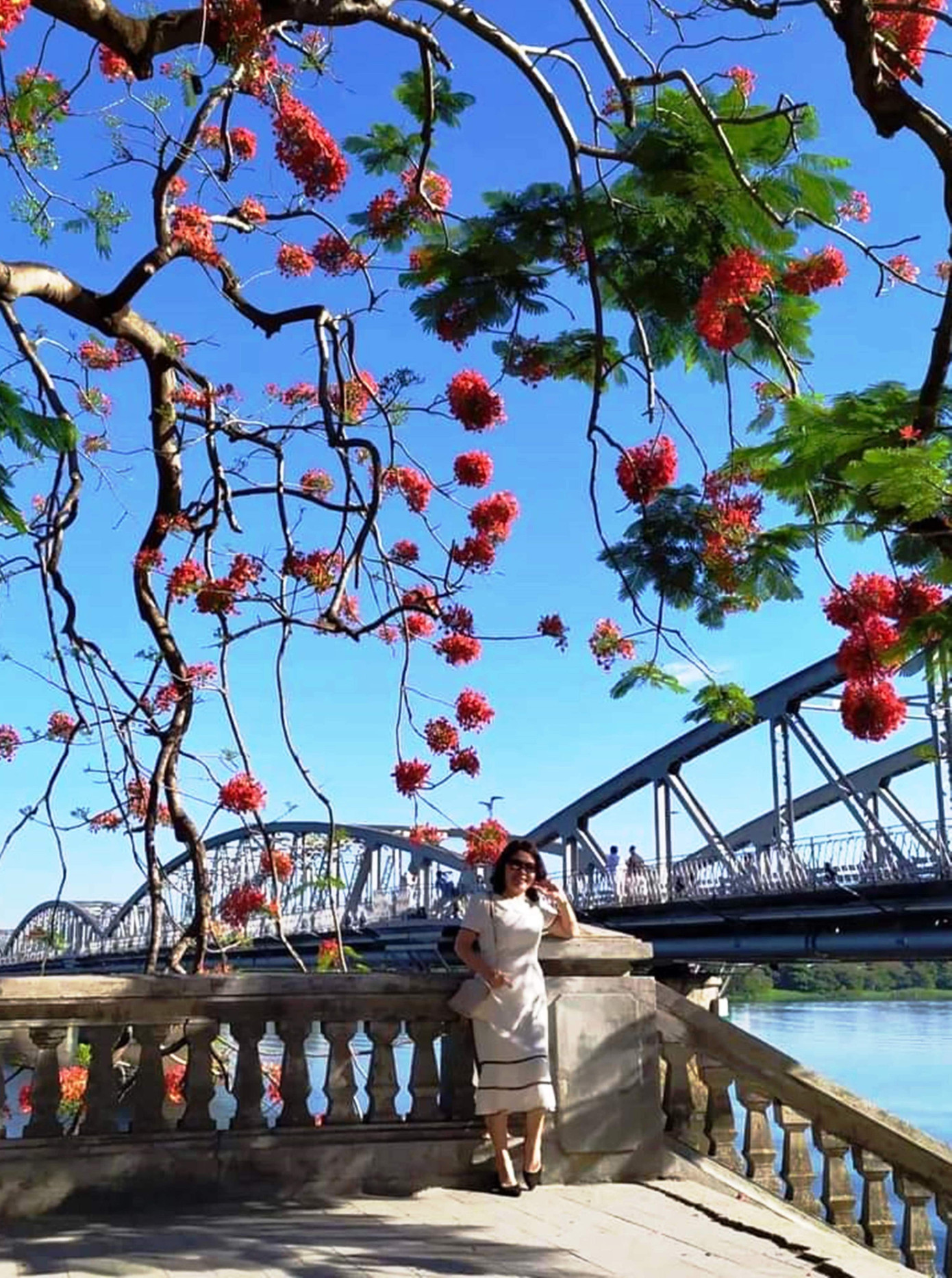 Một người phụ nữ check-in bên cây phượng “quốc dân” cạnh cầu Trường Tiền, Huế. Ảnh: Vân Nguyễn