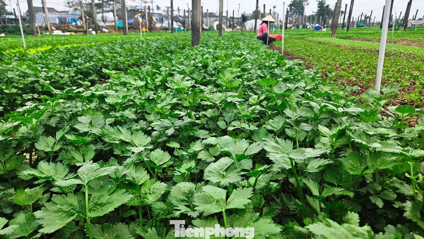 Giống rau xanh hàng hóa trồng chủ yếu ở Quảng Thành là cải các loại, xà lách, súp lơ, dền, rau cải cúc, ngò, bầu, bí, mướp, cần tây, rau gia vị…