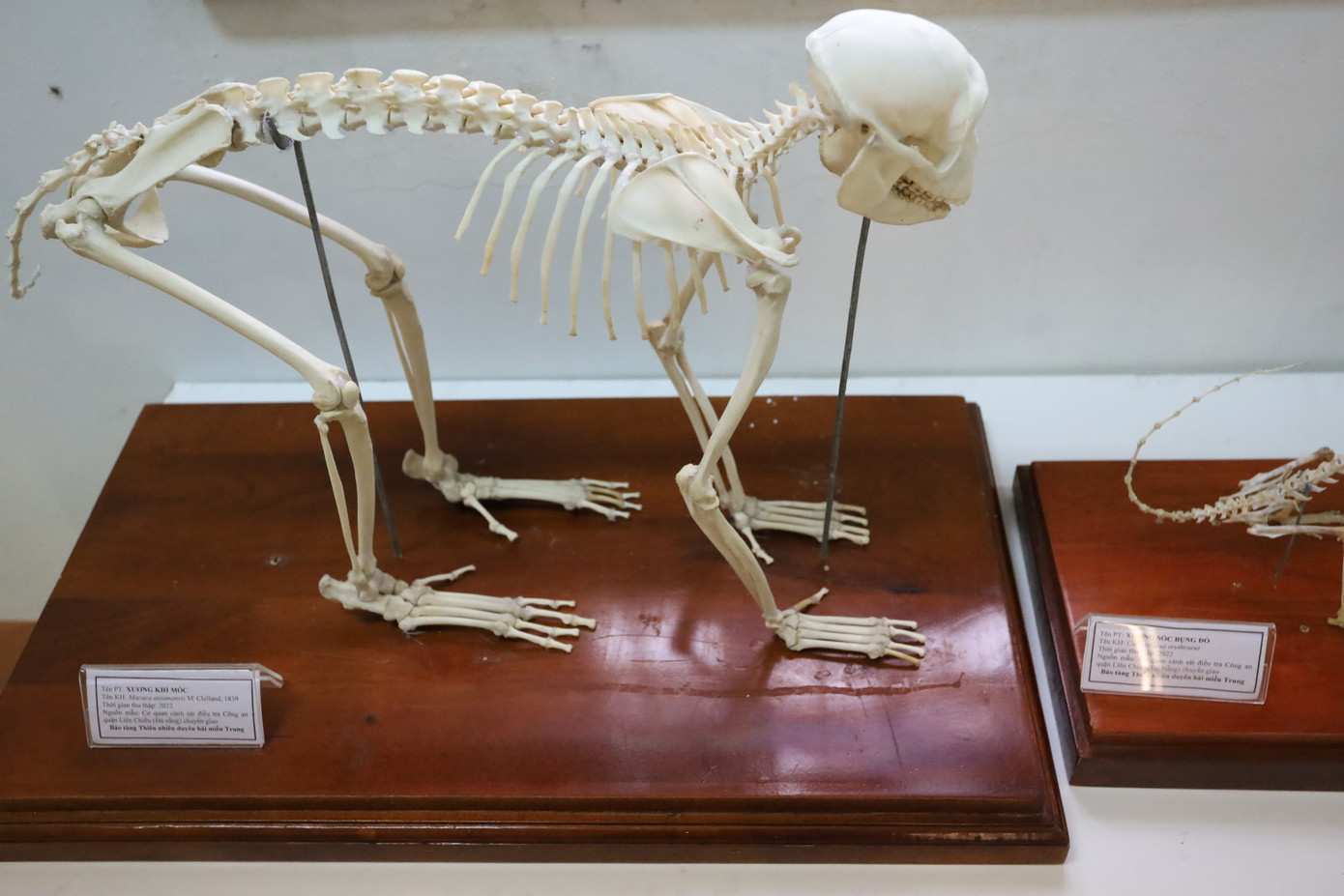 Bà Trần Thị Thùy Yên - Phó Giám đốc Sở Khoa học và Công nghệ TP Huế, cho hay, Bảo tàng đã sắp xếp lại khu vực trưng bày và bố trí đội ngũ hướng dẫn viên, kể cả vào thứ bảy, để mang đến trải nghiệm tốt nhất cho khách tham quan. Không gian bảo tàng không chỉ là nơi lưu trữ mà còn là cầu nối giữa khoa học và cộng đồng, đồng thời kể những câu chuyện sống động về thiên nhiên, khơi dậy niềm đam mê khám phá cho mọi người. Bà Trần Thị Thùy Yên - Phó Giám đốc Sở Khoa học và Công nghệ TP Huế, cho hay, Bảo tàng đã sắp xếp lại khu vực trưng bày và bố trí đội ngũ hướng dẫn viên, kể cả vào thứ bảy, để mang đến trải nghiệm tốt nhất cho khách tham quan. Không gian bảo tàng không chỉ là nơi lưu trữ mà còn là cầu nối giữa khoa học và cộng đồng, đồng thời kể những câu chuyện sống động về thiên nhiên, khơi dậy niềm đam mê khám phá cho mọi người.