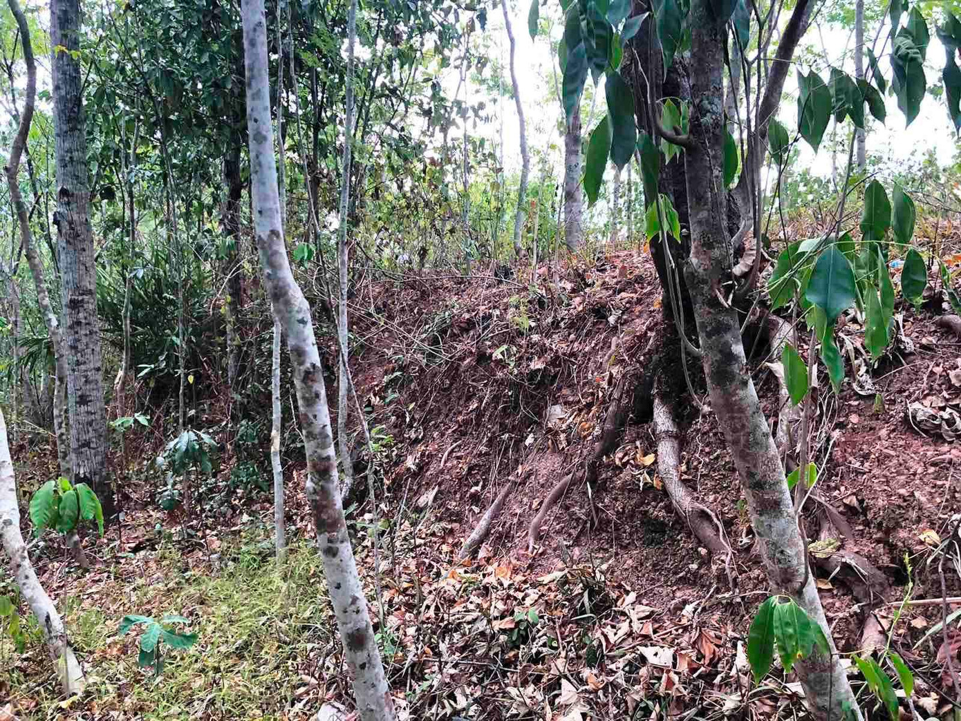 Cây cối bám phủ phía trên một đoạn thành cổ. Ảnh Quang Phúc