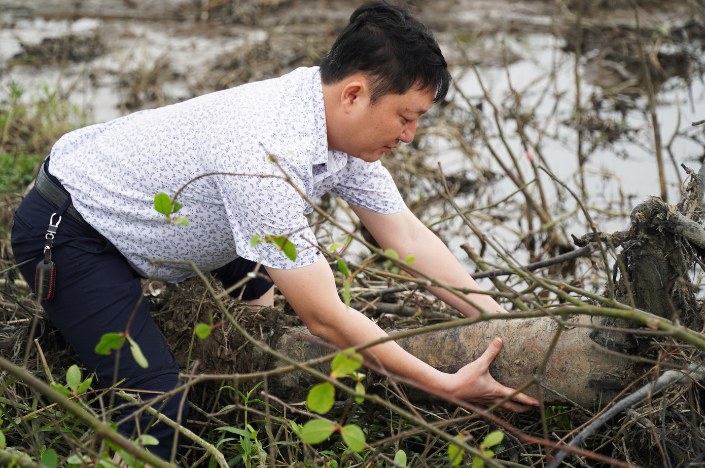 Nhiều cây bần chua thuộc dự án rừng ngập mặn TT-Huế bị triệt hạ. Ảnh: N.V