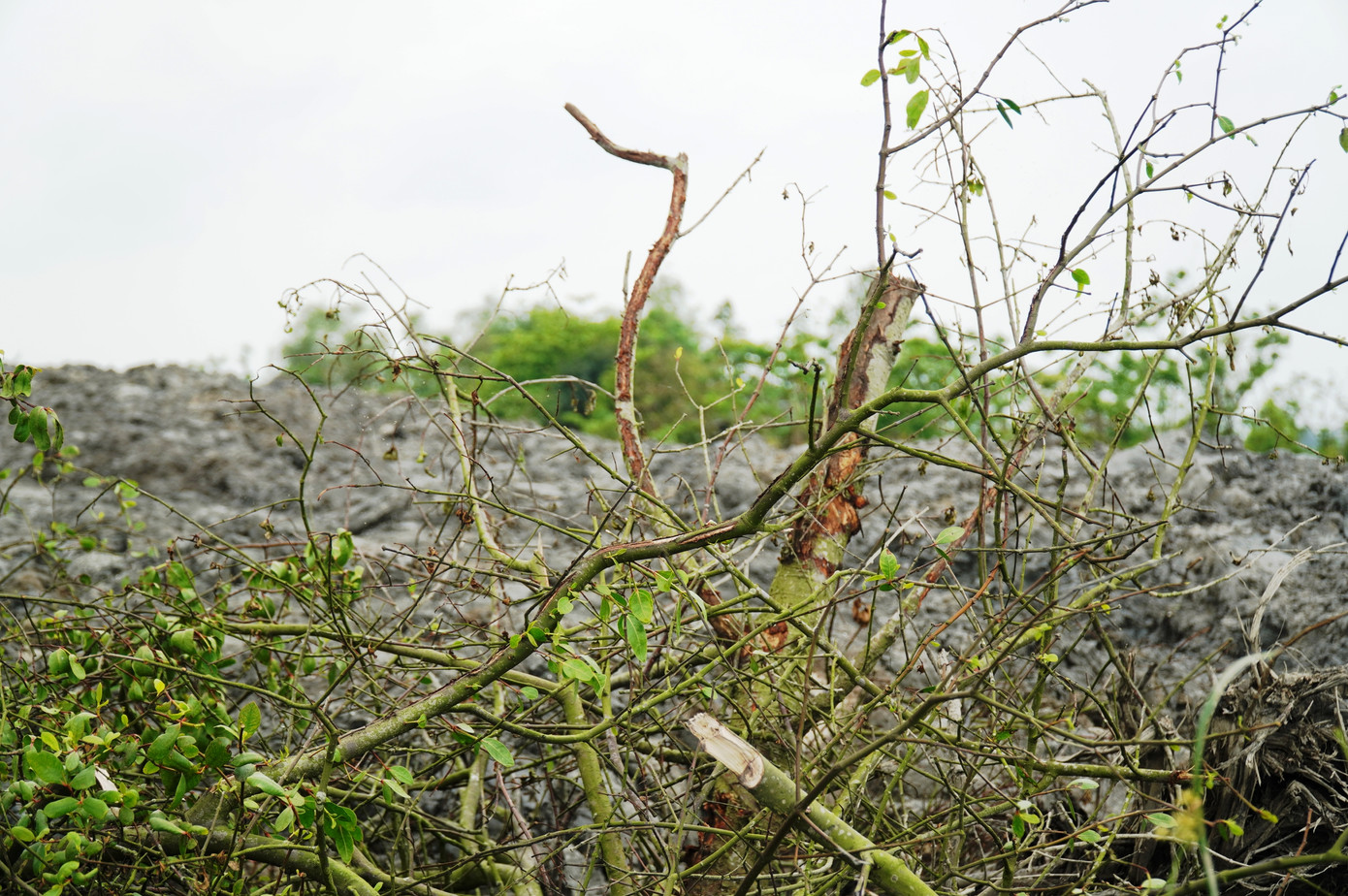 Nhiều cá nhân, tập thể tại huyện Quảng Điền đã bị yêu cầu kiểm điểm trách nhiệm sau vụ phá rừng. Ảnh: N.V