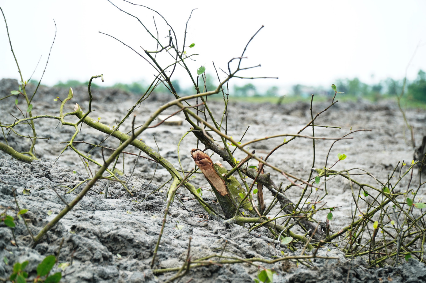 Các đơn vị liên quan bị buộc đền bù gần 160 triệu đồng do phá rừng ngập mặn thi công dự án thoát lũ. Ảnh: N.V