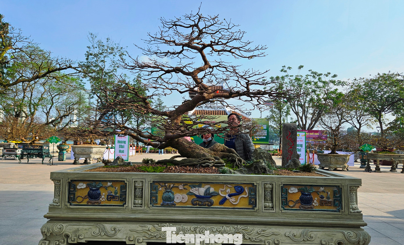 Đến đây, ngoài thưởng thức, sở hữu được nhiều tác phẩm độc đáo, người chơi còn có cơ hội giao lưu trao đổi kinh nghiệm về chơi mai kiểng, mai thế.