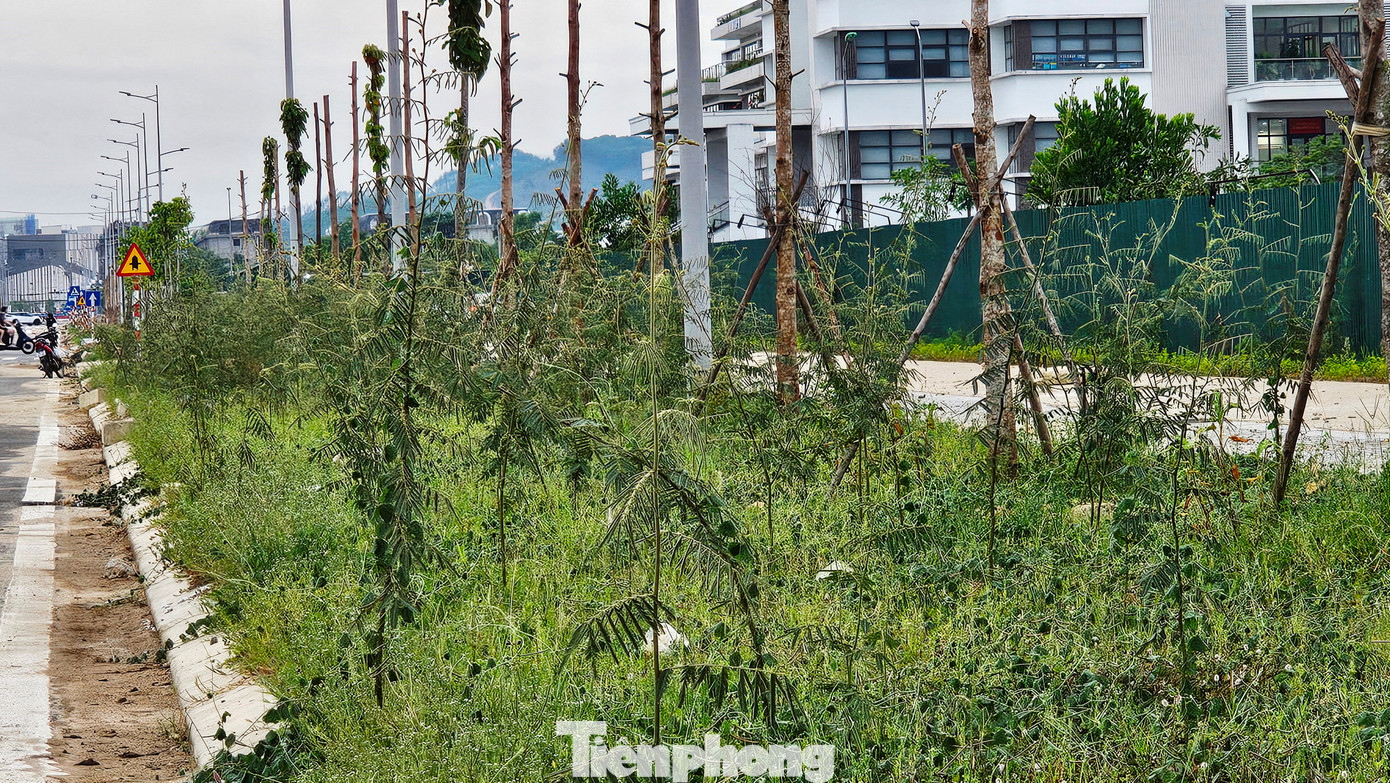 Cây mai dương gây hại len kín quanh các gốc cây xanh đô thị mới. Cây mai dương gây hại len kín quanh các gốc cây xanh đô thị mới.