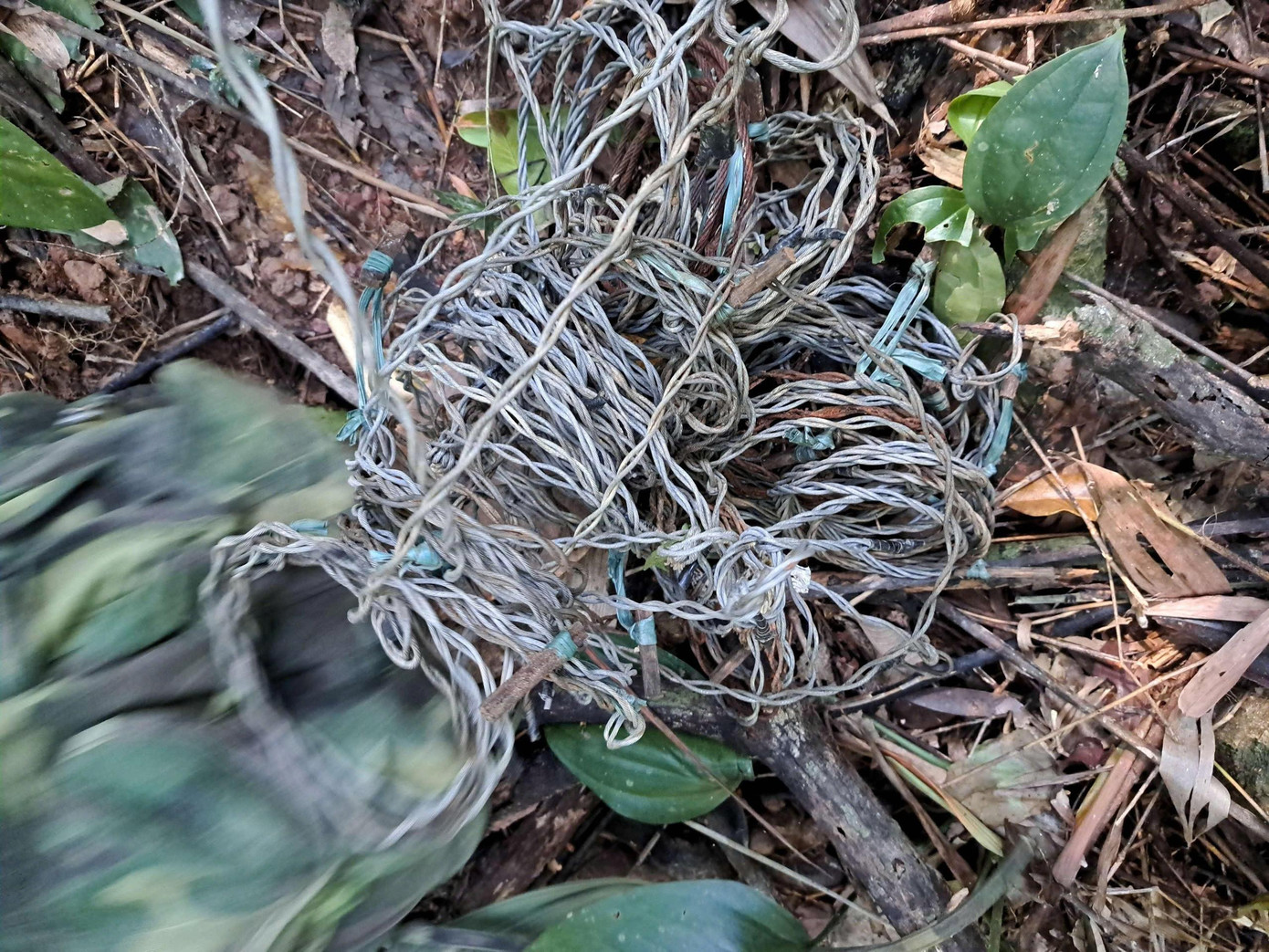 Các trạm kiểm lâm bảo vệ rừng thuộc Vườn Quốc gia Bạch Mã tổ chức hơn 5.000 lượt tuần tra kiểm soát tại các khu vực cửa rừng và các vị trí xung yếu trên lâm phần của đơn vị nhằm phát hiện, ngăn ngừa các hành vi xâm phạm lên tài nguyên rừng và đa dạng sinh học của Vườn.