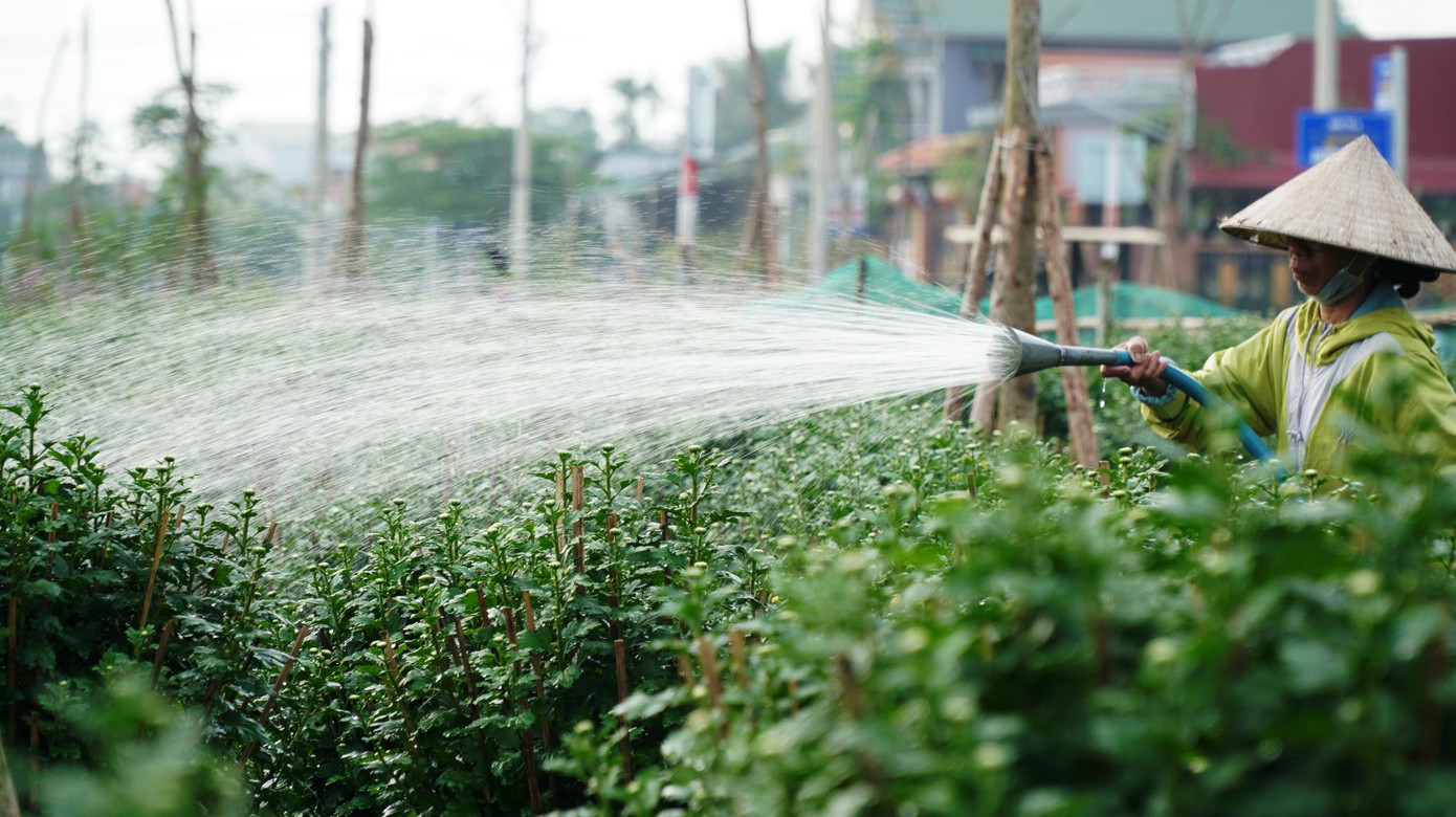 “Năm nay, gia đình không dám mạo hiểm trồng nhiều hoa Tết vì lo ngại không tiêu thụ được sản phẩm do dịch bệnh”, bà Nguyễn Thị Tâm cho biết.