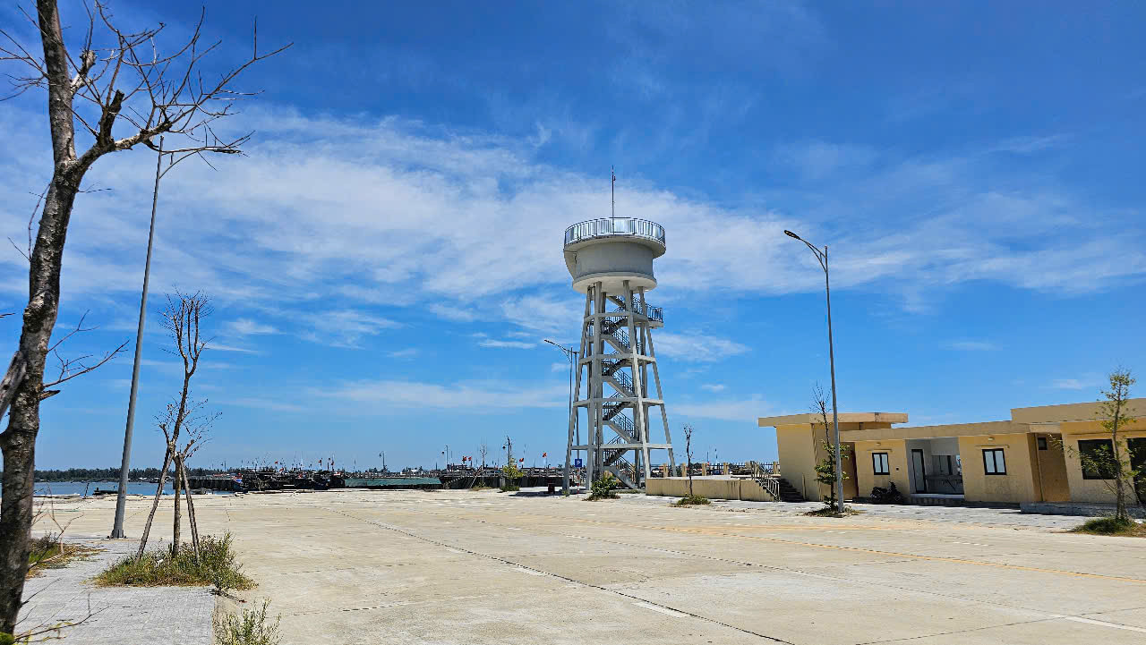 Nhiều cây xanh trong khu cảng mới đã bị khô chết.