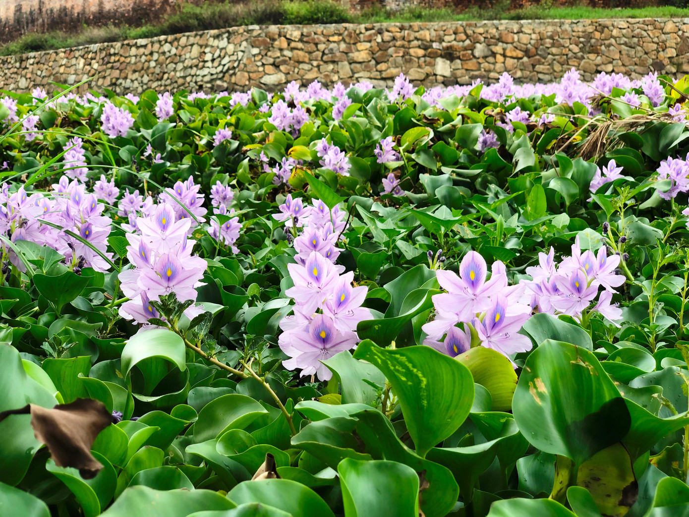 Cây bèo nở hoa với sắc tím nhạt, điểm xuyết những chấm xanh lam, vàng như màu sắc trên lông loài chim công. Dưới ánh nắng, hoa bèo lục bình càng tươi sắc lộng lẫy không thua kém vẻ đẹp bất cứ loài hoa nào.