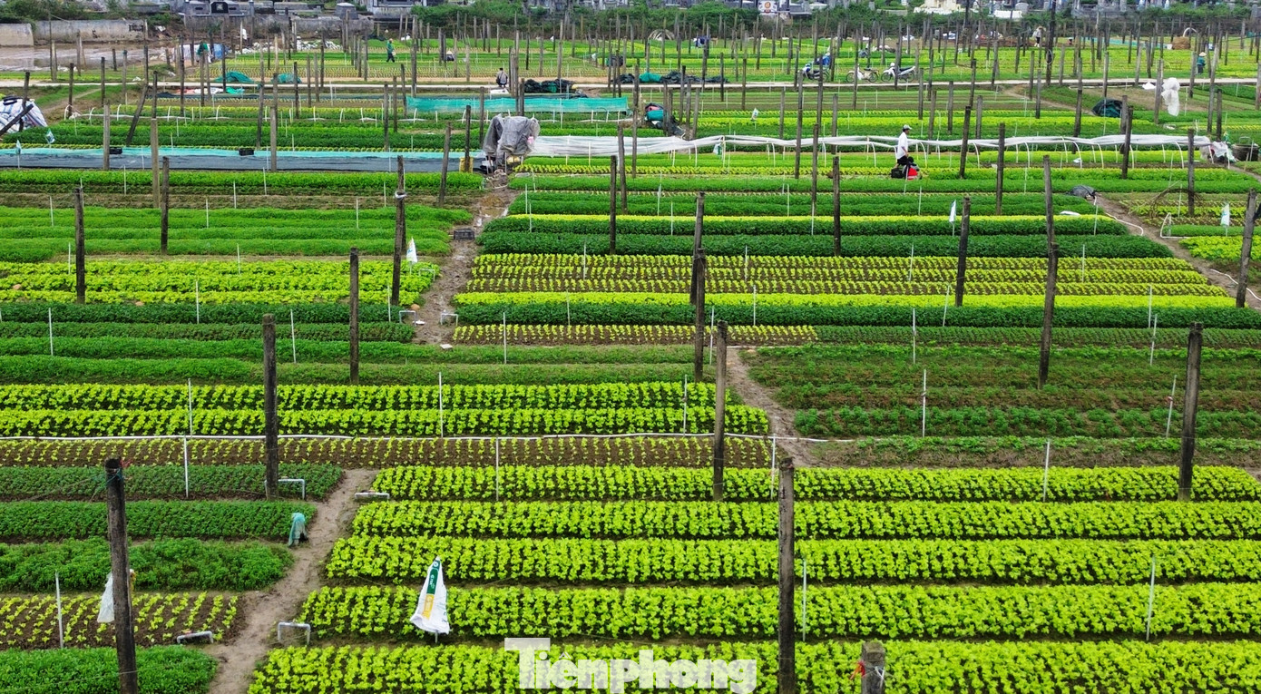 Không còn sản xuất theo lối tự cung tự cấp cho nhu cầu địa phương, rau xanh Quảng Thành, mà đặc biệt là ở làng Thành Trung, đã trở thành nơi cung ứng chính cho cả thành phố Huế và những vùng lân cận.