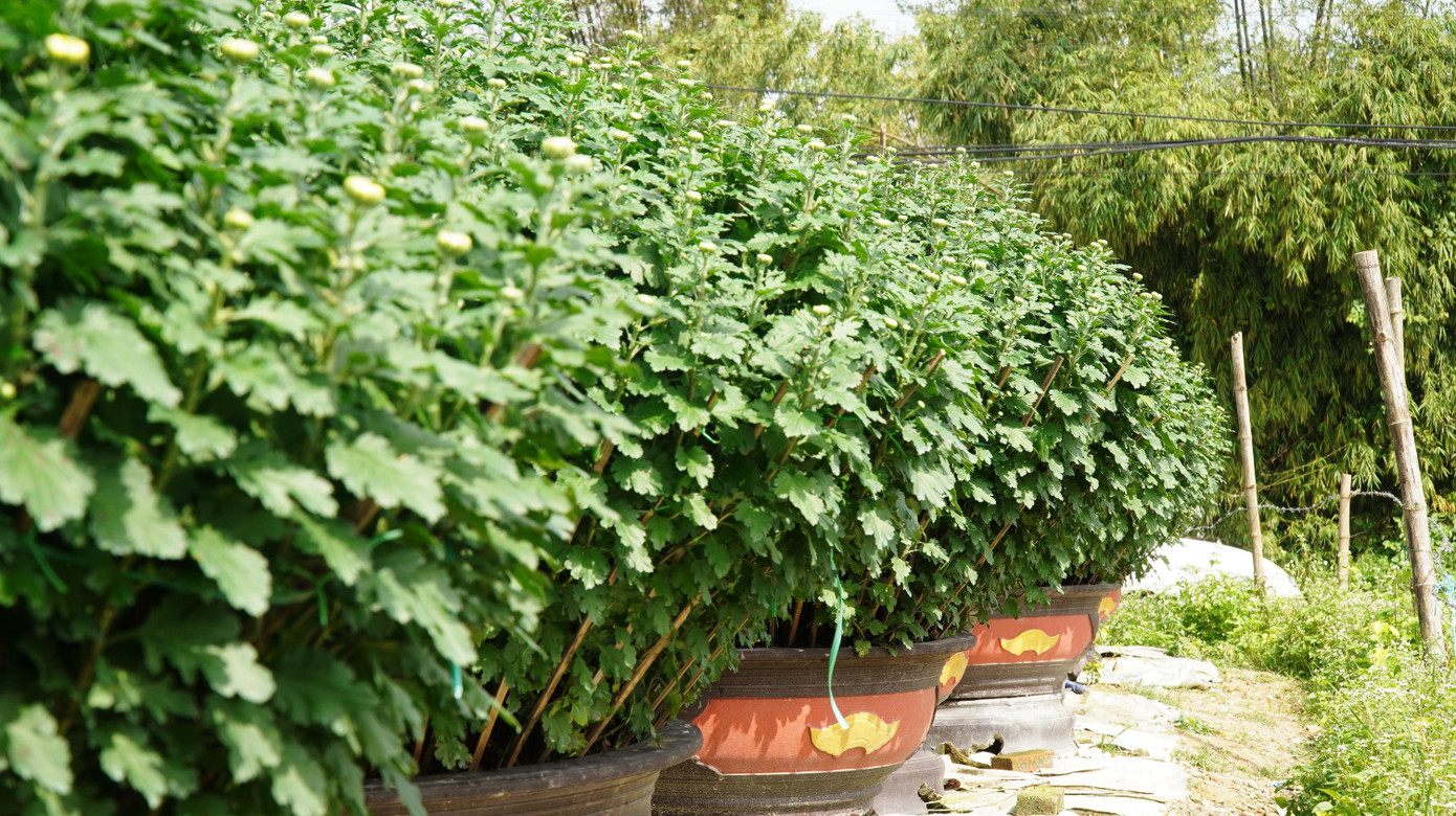 “Các năm trước, đến dịp này, tại các vườn hoa Tết trên địa bàn luôn sôi động, rộn ràng người mua kẻ bán. Nhiều thương lái không chỉ trong tỉnh mà ở ngoài Quảng Bình, Quảng Trị cũng đổ về đặt mua sỉ hoa cúc, với số lượng hàng chục chậu mỗi chuyến để đưa đi các nơi bán Tết. Năm nay, thương lái tìm đến ít hơn. Họ đến rồi đi, chỉ một số ít có đặt cọc mua hoa tại vườn”, một lãnh đạo xã Thủy Thanh cho hay.