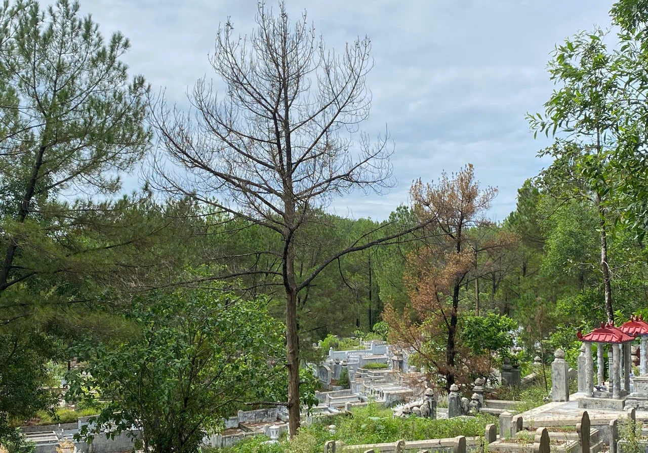 Nhiều cây thông khô chết bất thường cạnh những khu mộ mới xây dựng.