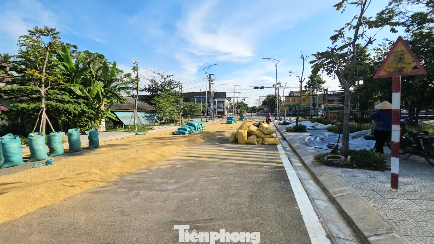Từ 4 vụ gặt trở lại đây, đoạn tỉnh lộ 7 qua phường Thủy Phương (thị xã Hương Thủy, TT-Huế) nối dài từ quốc lộ 1 đến đường Khúc Thừa Dụ trở thành sân phơi thóc của nông dân trong vùng.