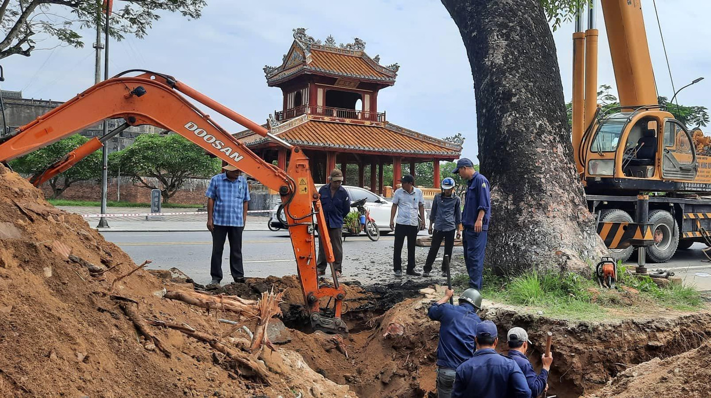 Thực hiện các biện pháp kỹ thuật để di dời "cụ" xà cừ hơn 100 tuổi tại Huế sang nơi mới. Ảnh: Tám Quang