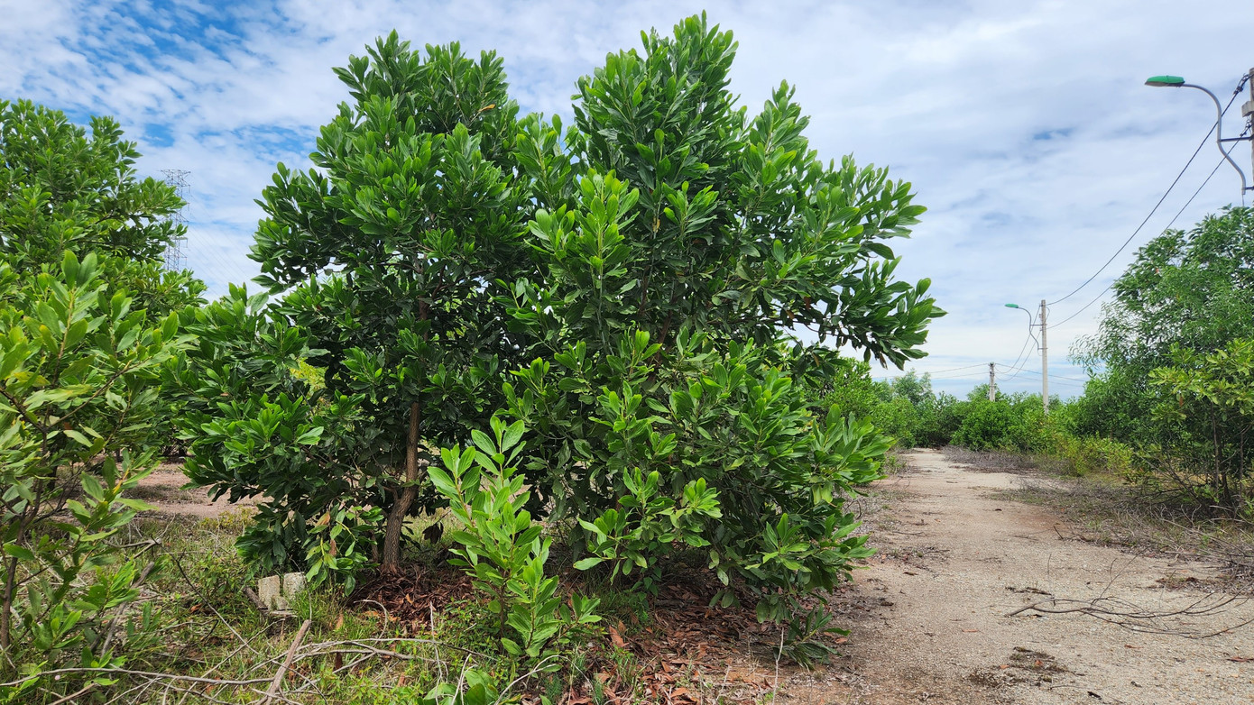 Sau đó, vào giữa năm 2020, Chủ tịch UBND tỉnh TT-Huế lúc bấy giờ là ông Phan Ngọc Thọ đã ban hành công văn chỉ đạo kiểm tra vướng mắc tại dự án khu quy hoạch tập trung kinh doanh phế liệu phường Thủy Châu; đồng thời, xin ý kiến Bộ TN&amp;MT để có hướng giải quyết dứt điểm.