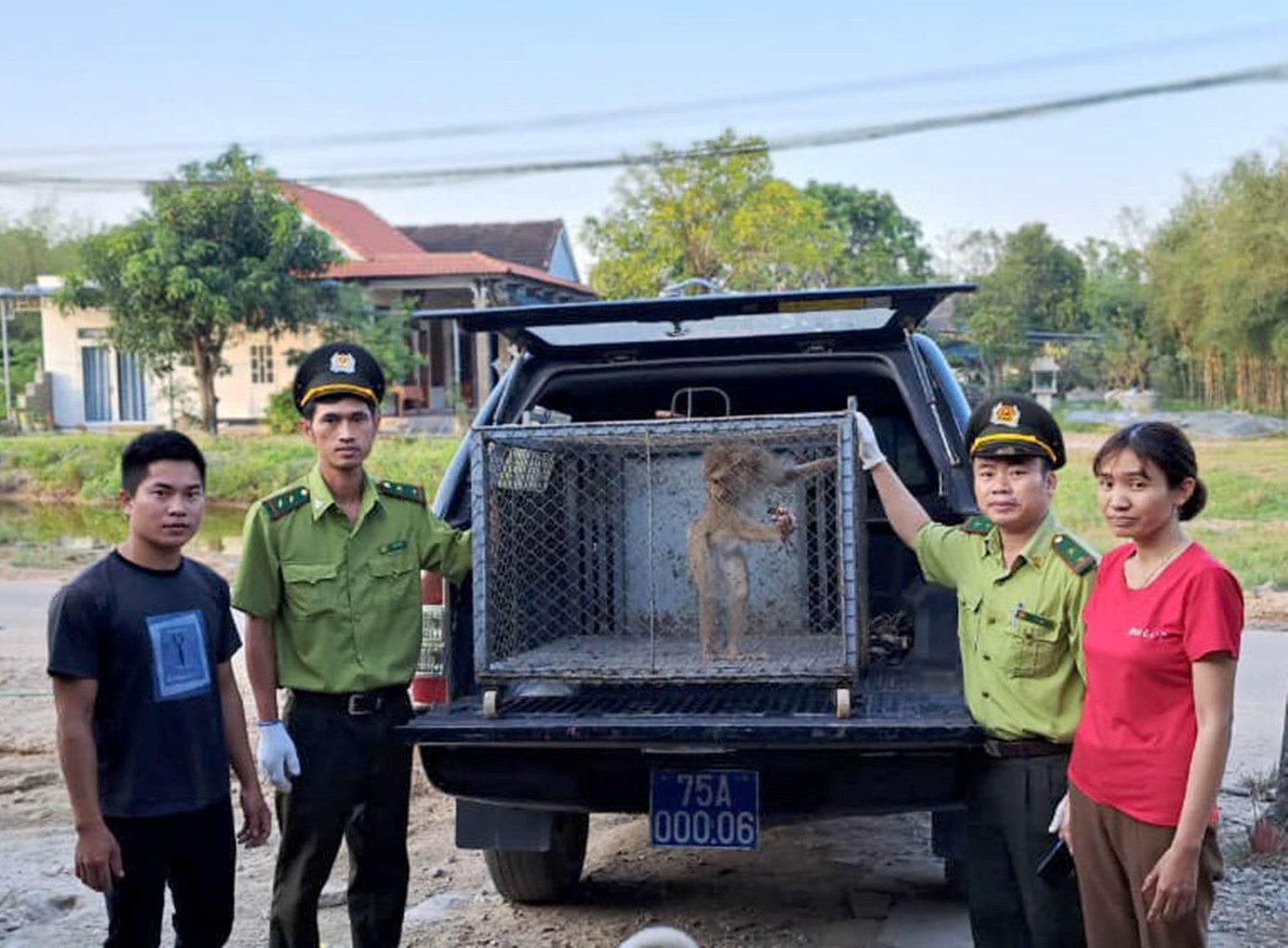 Cơ quan kiểm lâm tiếp nhận cá thể khỉ đuôi lợn quý hiếm. Ảnh: CTV