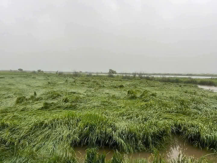 Huyện Quảng Điền là địa phương chịu thiệt hại nặng về sản xuất nông nghiệp do mưa lớn, gió mạnh.