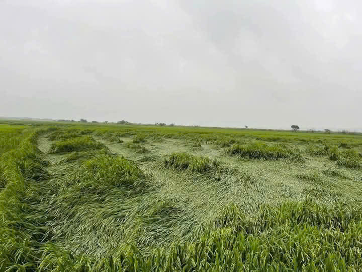 Hơn 1.000 hecta lúa đang kỳ trổ đòng bị ngã đổ, gây ảnh hưởng lớn đến năng suất thu hoạch.