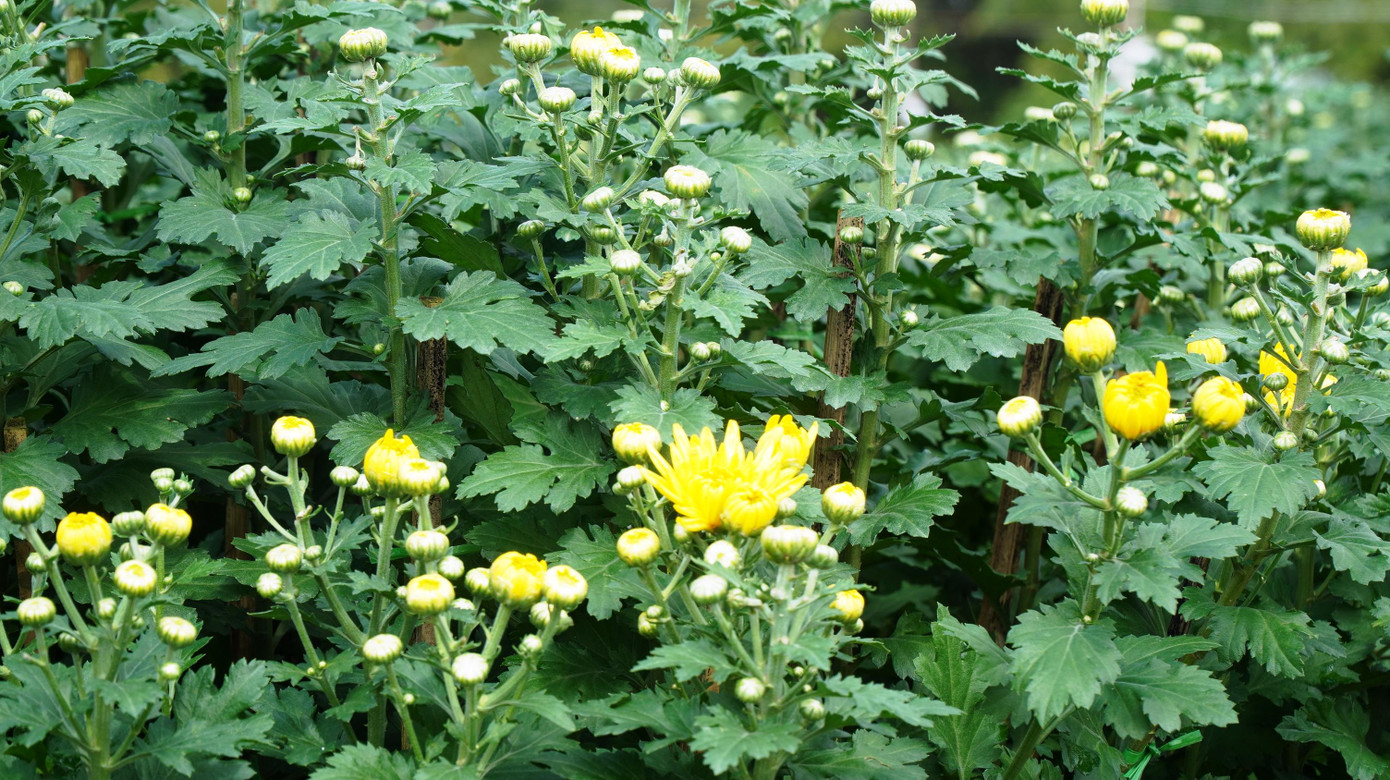 Chi cục TT&amp;BVTV tỉnh TT-Huế cho rằng, để chủ động tiêu thụ hoa Tết, tạo yên tâm cho người nông dân, các địa phương và chủ vườn nên chủ động tìm kiếm thị trường tại các chợ đầu mối, các chợ nhỏ tại địa phương. Người nông dân cần chú ý tuân thủ đúng quy trình kỹ thuật chăm sóc, sử dụng thuốc bảo vệ thực vật, thời gian thu hoạch đảm bảo sản phẩm tạo ra an toàn đối với người tiêu dùng.