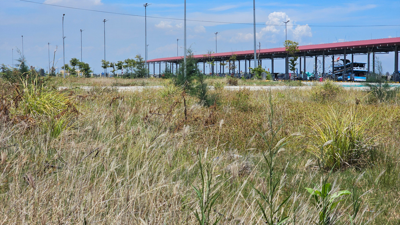 Cỏ dại mọc um tùm không được dọn dẹp bên trong khu cảng mới.