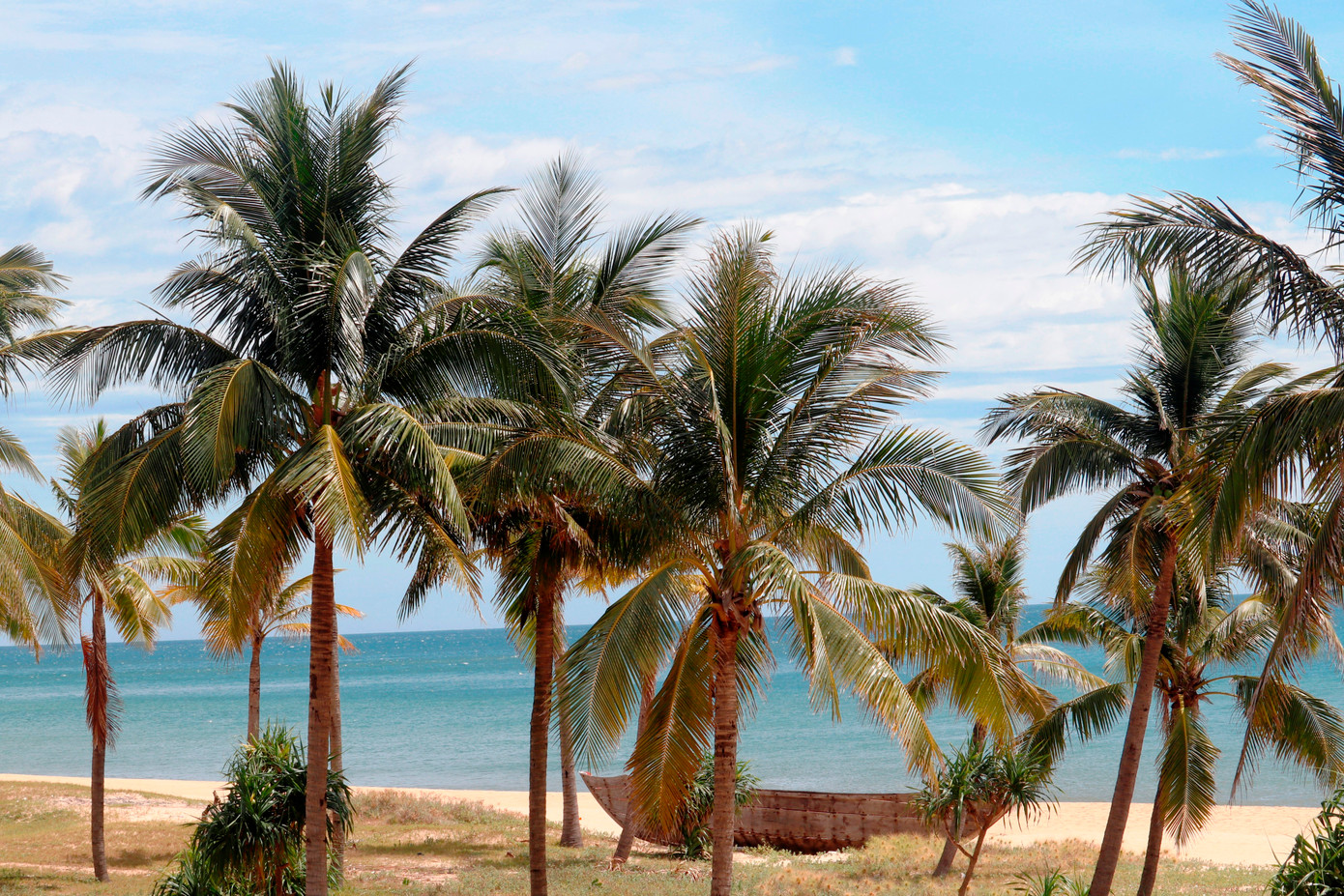 Hàng dừa đón gió bên cát vàng biển xanh. Hàng dừa đón gió bên cát vàng biển xanh.