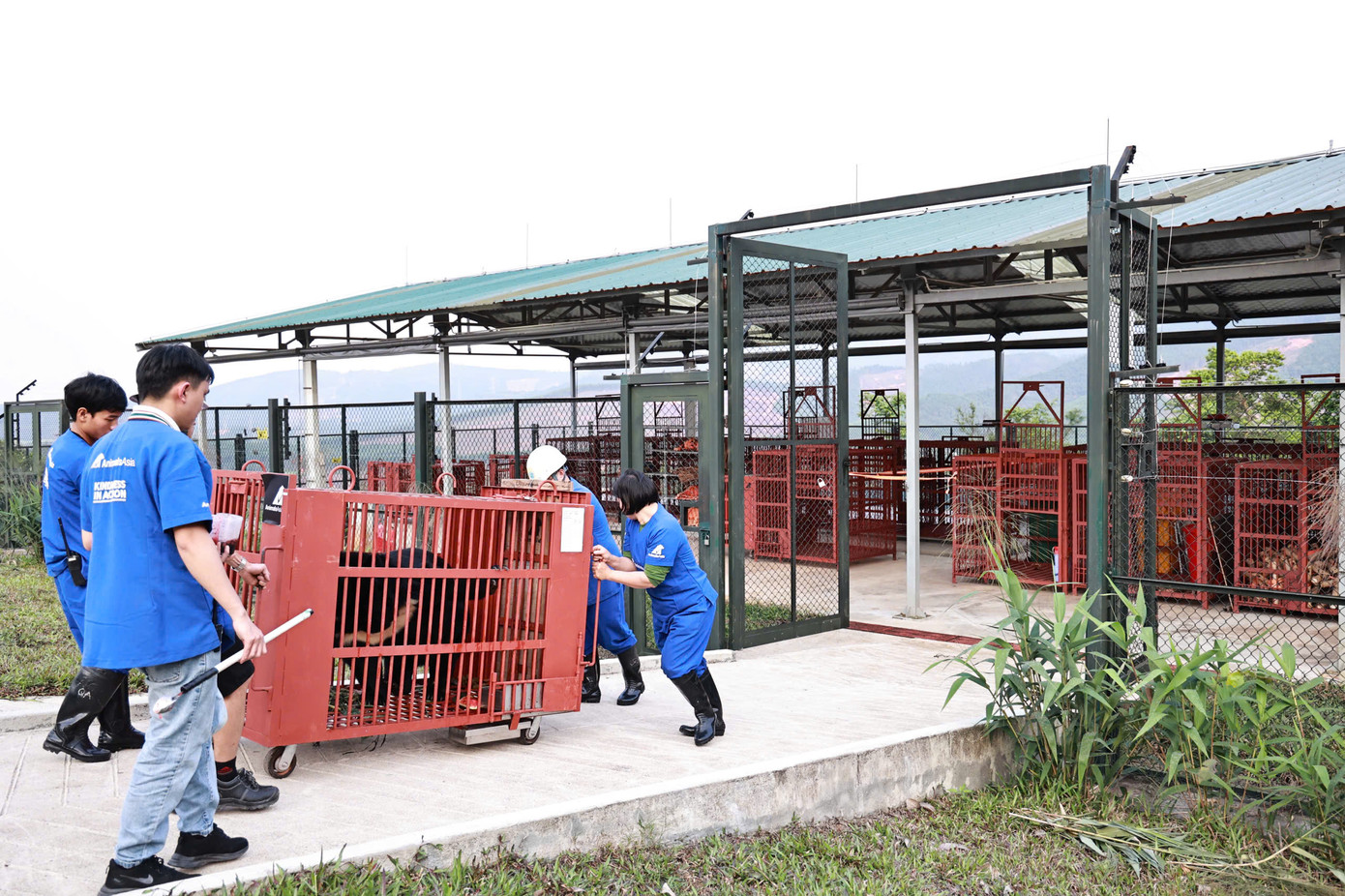 Ba cá thể gấu cứu hộ tại Hà Nội đã được vận chuyển về Huế an toàn.