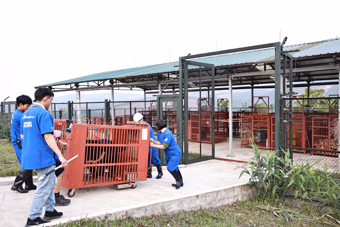 Ba cá thể gấu cứu hộ tại Hà Nội đã được vận chuyển về Huế an toàn. Ba cá thể gấu cứu hộ tại Hà Nội đã được vận chuyển về Huế an toàn.