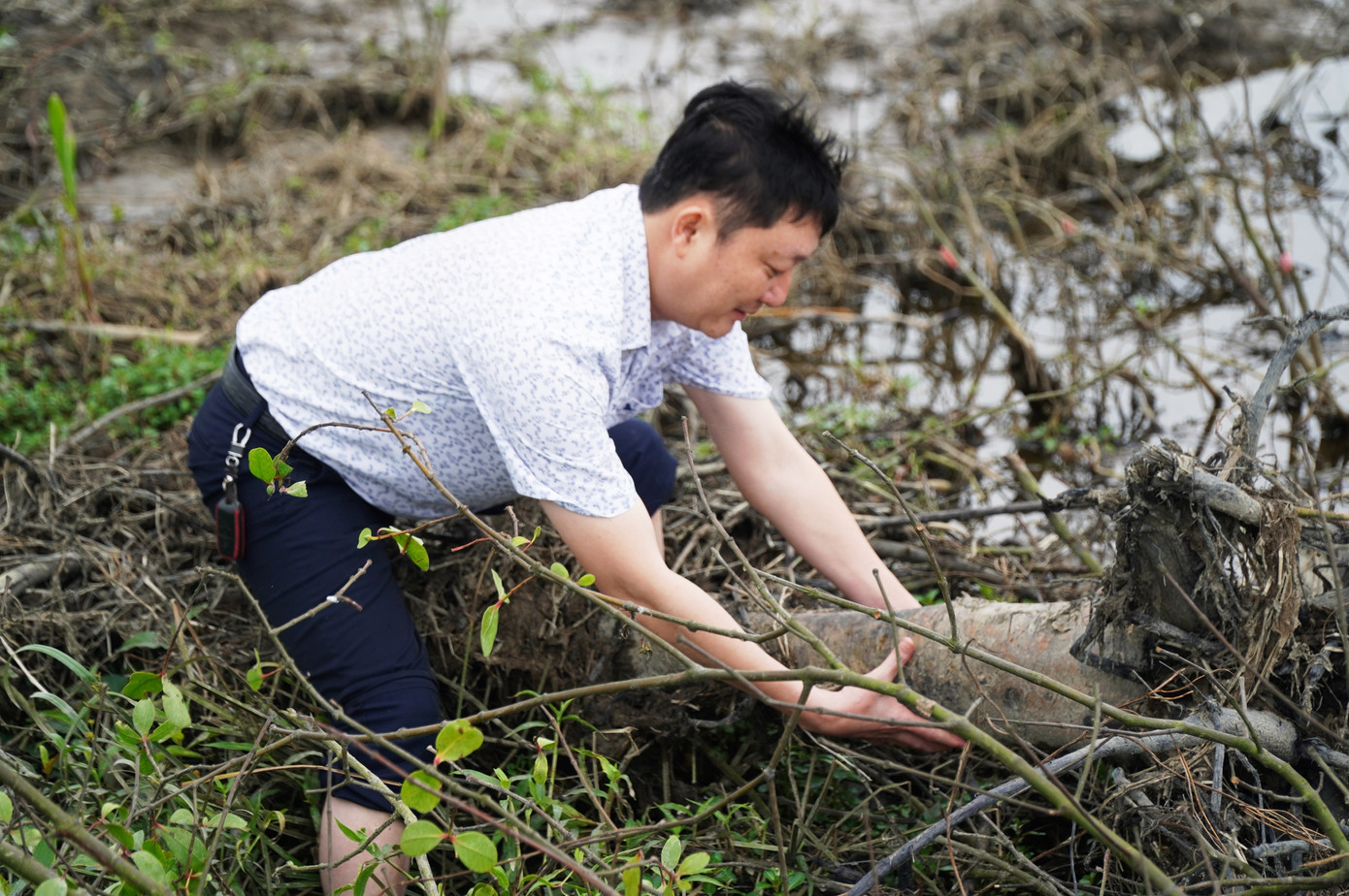 Nhiều cây bần chua thuộc dự án rừng ngập mặn tỉnh TT-Huế bị triệt hạ có đường kính khá lớn. Nhiều cây bần chua thuộc dự án rừng ngập mặn tỉnh TT-Huế bị triệt hạ có đường kính khá lớn.