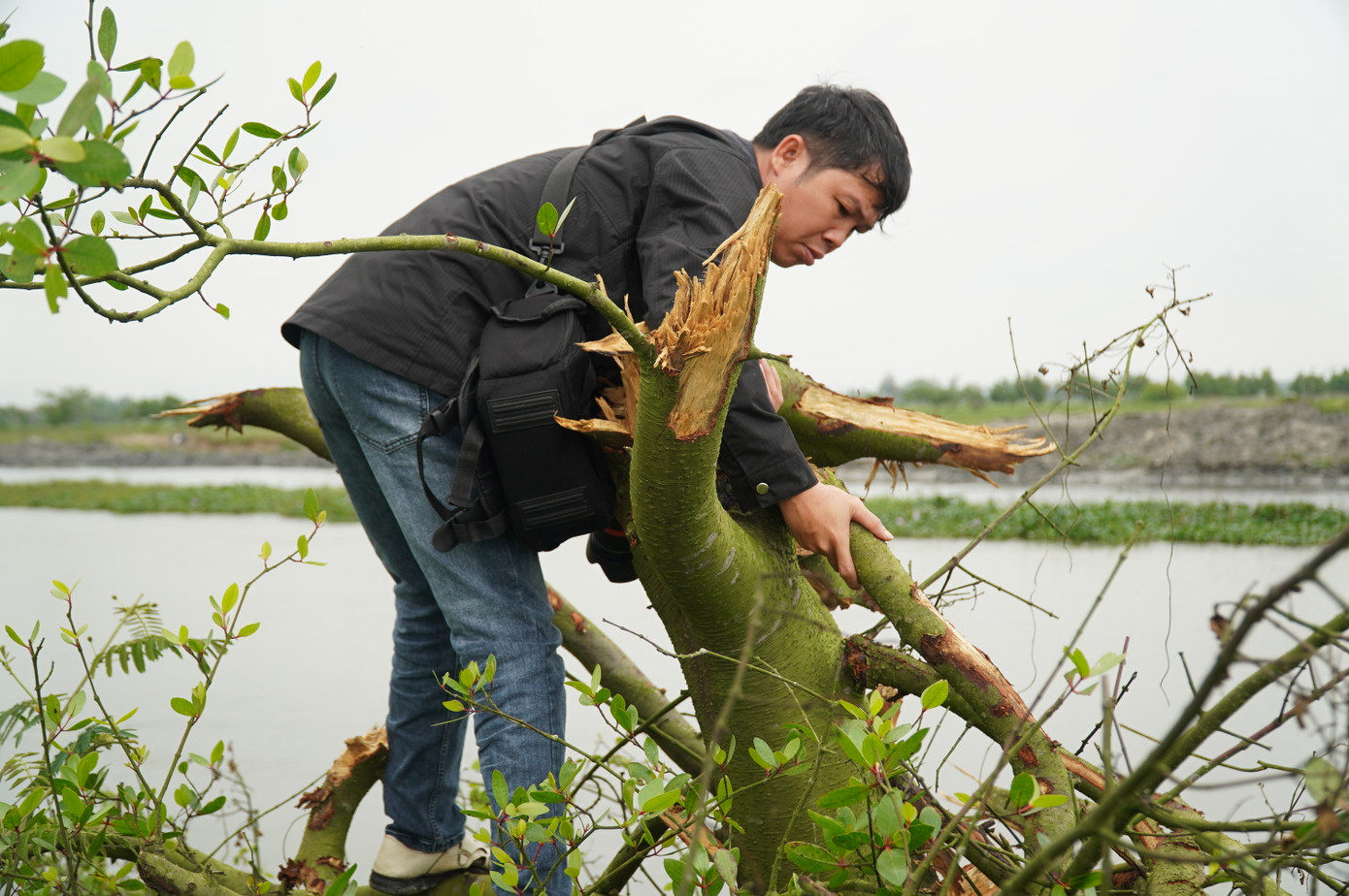 Qua thống kê, có hơn 800 cây bần chua trồng từ năm 2018 đến nay bị đơn vị thi công dự án thoát lũ triệt phá. Qua thống kê, có hơn 800 cây bần chua trồng từ năm 2018 đến nay bị đơn vị thi công dự án thoát lũ triệt phá.