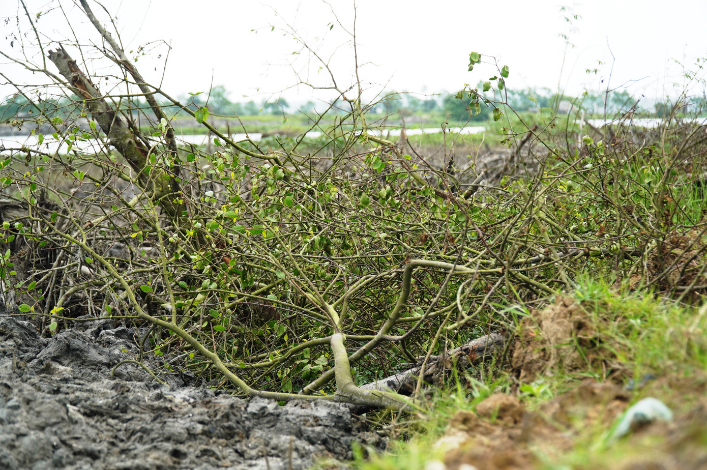 Vụ việc rừng ngập mặn bị phá khi thi công dự án thoát lũ khiến nhiều tập thể, cá nhân có liên quan bị kiểm điểm trách nhiệm. Vụ việc rừng ngập mặn bị phá khi thi công dự án thoát lũ khiến nhiều tập thể, cá nhân có liên quan bị kiểm điểm trách nhiệm.