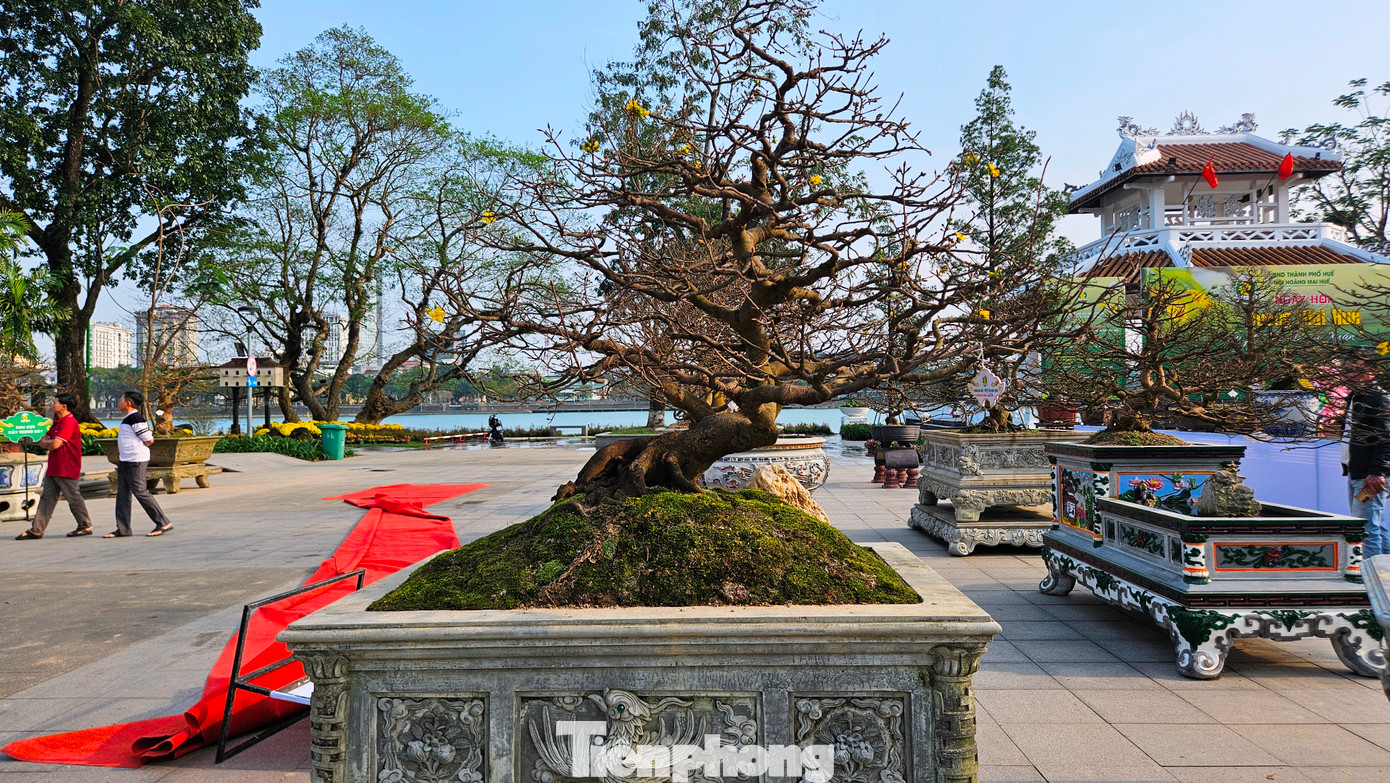 Tại ngày hội năm nay, Ban tổ chức đã tiếp nhận hơn 200 tác phẩm Hoàng mai Huế tham gia triển lãm, dự thi và hơn 300 sản phẩm trưng bày tại khu thương mại, trao đổi, mua bán mai quý.