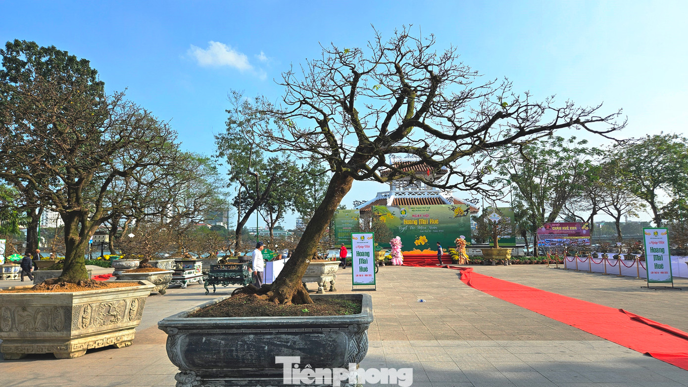 Năm nay, do thời tiết không thuận lợi nên phần lớn cây hoa mai Huế cho hoa ít, nở không đều. “Mai Huế thường khó trổ bông hơn so với các loại hoa mai khác. Mai Huế cần thời tiết ấm để cây đâm chồi nảy lộc. Thời gian gần đây không khí lạnh kèm mưa, sương muối kéo dài nên hoa không được đẹp”, anh Huy phân tích.