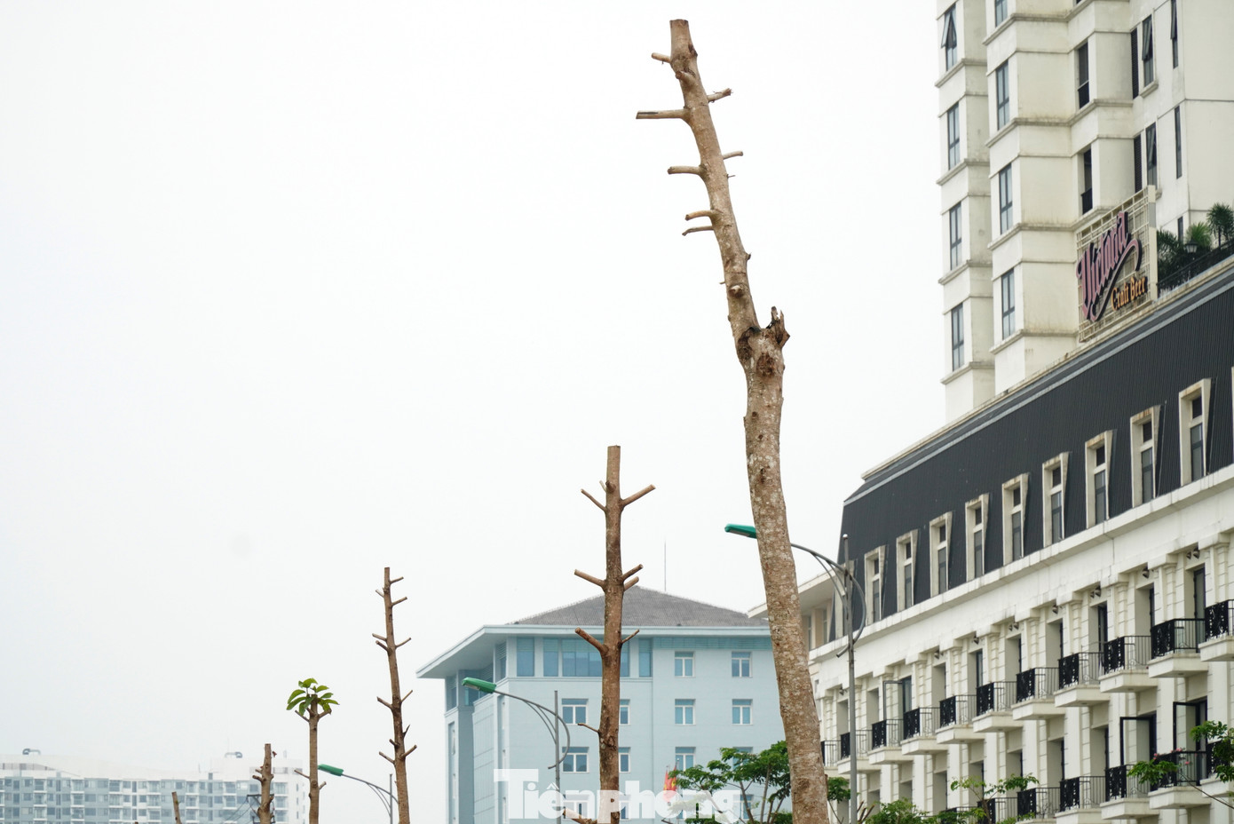Theo ông Lê Thành Bắc - Phó Giám đốc Ban QLDA chương trình phát triển các đô thị loại II (các đô thị xanh) - Tiểu dự án TT-Huế, căn cứ hợp đồng đã ký kết, trên các tuyến đường Võ Nguyên Giáp, Tố Hữu có 1.819 cây dầu rái được trồng mới. Đến đầu tháng 5, nhà thầu đã trồng hơn 800 cây, nhưng có đến gần 350 cây bị chết hoặc sinh trưởng kém. “Gói thầu này chưa nghiệm thu bàn giao xong. Ban QLDA đã yêu cầu nhà thầu phối hợp cơ quan chức năng kiểm tra số cây xanh bị chết, cây kém phát triển để loại bỏ và trồng thay thế cây mới”, ông Bắc cho hay. Theo ông Lê Thành Bắc - Phó Giám đốc Ban QLDA chương trình phát triển các đô thị loại II (các đô thị xanh) - Tiểu dự án TT-Huế, căn cứ hợp đồng đã ký kết, trên các tuyến đường Võ Nguyên Giáp, Tố Hữu có 1.819 cây dầu rái được trồng mới. Đến đầu tháng 5, nhà thầu đã trồng hơn 800 cây, nhưng có đến gần 350 cây bị chết hoặc sinh trưởng kém. “Gói thầu này chưa nghiệm thu bàn giao xong. Ban QLDA đã yêu cầu nhà thầu phối hợp cơ quan chức năng kiểm tra số cây xanh bị chết, cây kém phát triển để loại bỏ và trồng thay thế cây mới”, ông Bắc cho hay.