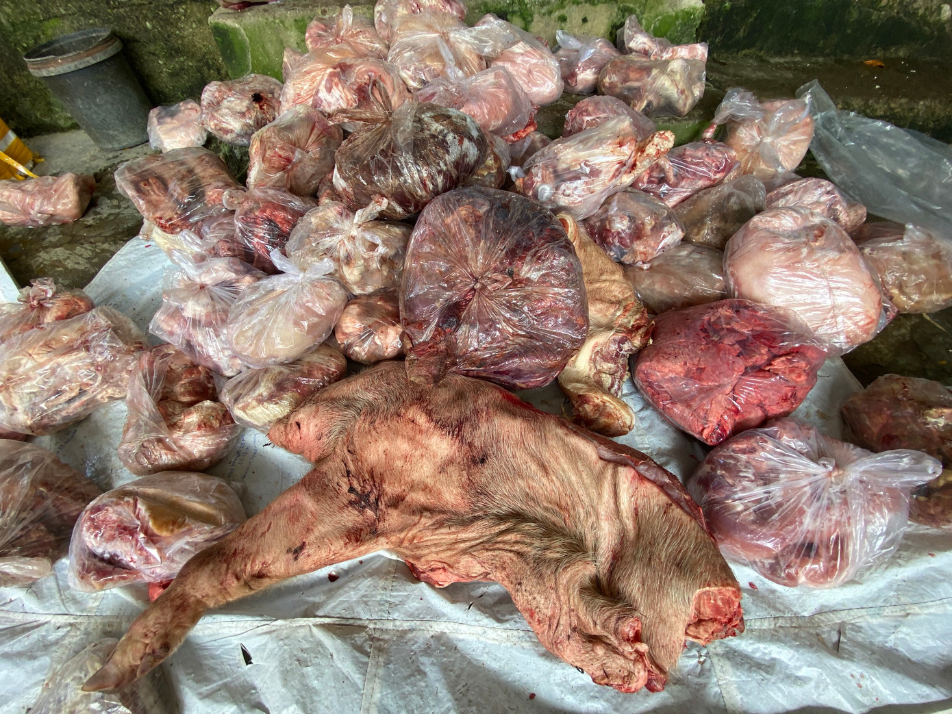 Một lượng lớn thịt đông lạnh, nội tạng đã biến đổi màu, bốc mùi hôi thối. Ảnh: CACC Một lượng lớn thịt đông lạnh, nội tạng đã biến đổi màu, bốc mùi hôi thối. Ảnh: CACC
